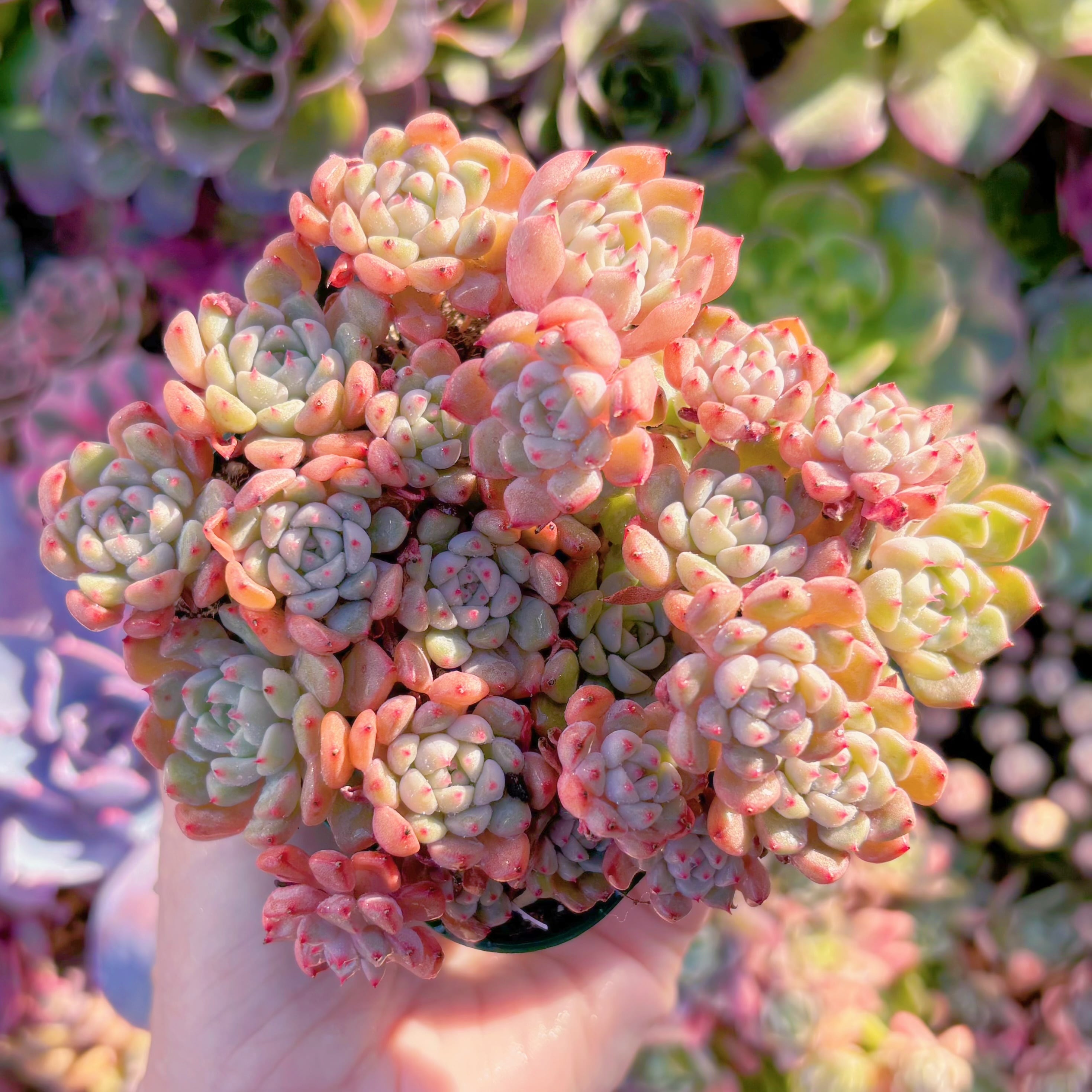 現品　スノーピーチ#A005　群生　るる農園