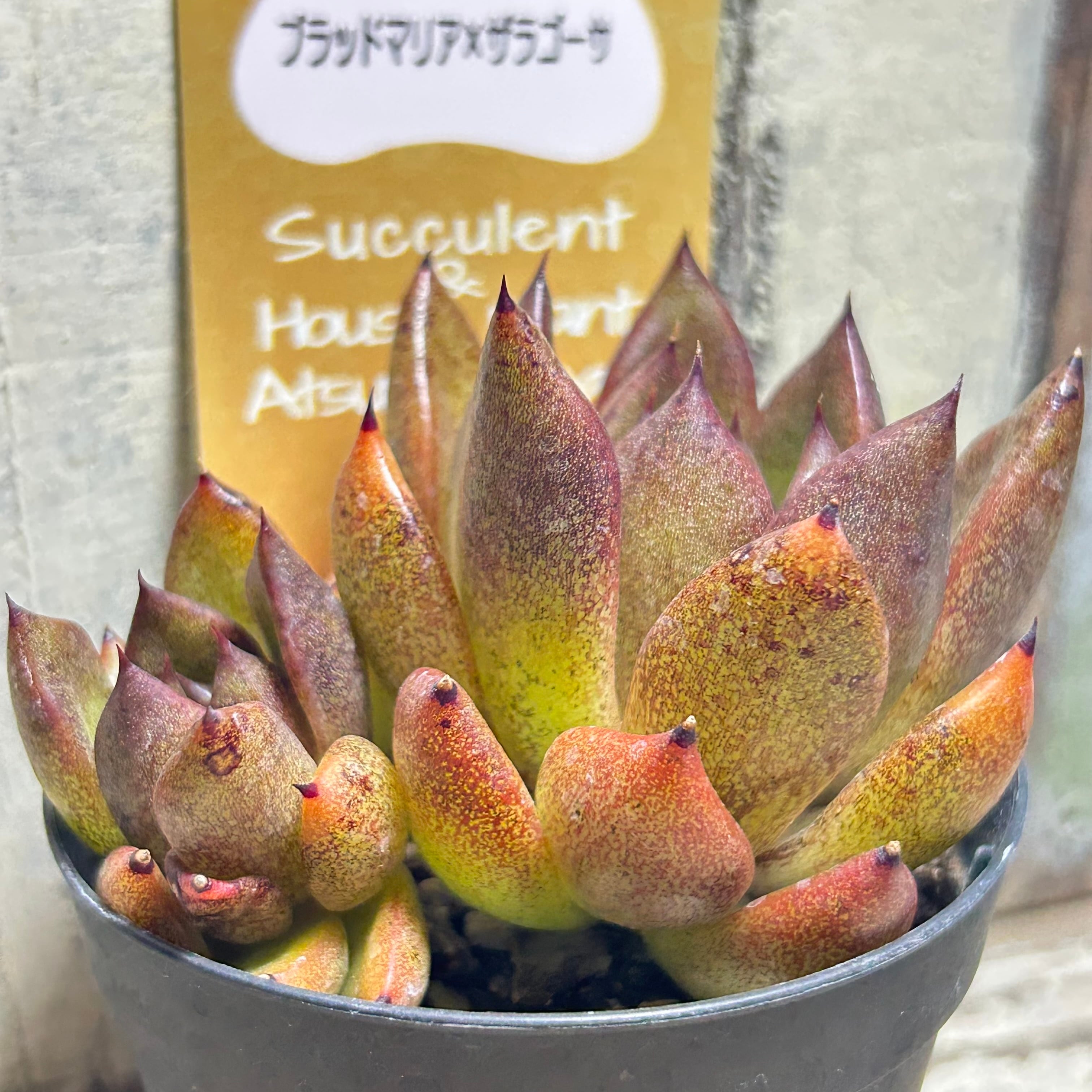ブラッドマリア×ザラゴーサ | RuPo 多肉植物専門店