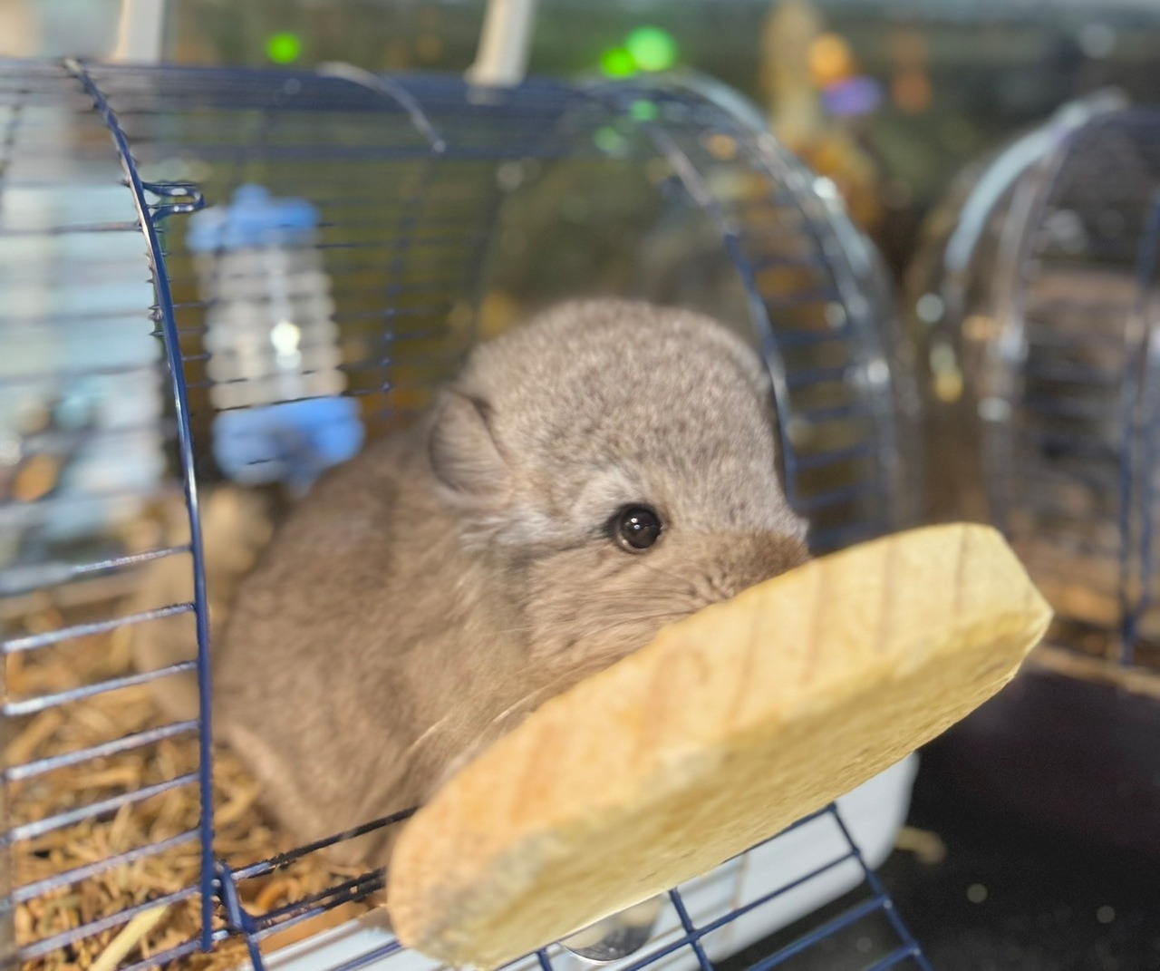 アンゴラチンチラ・スタンダードグレー（バイオレットキャリア）♂ - 8