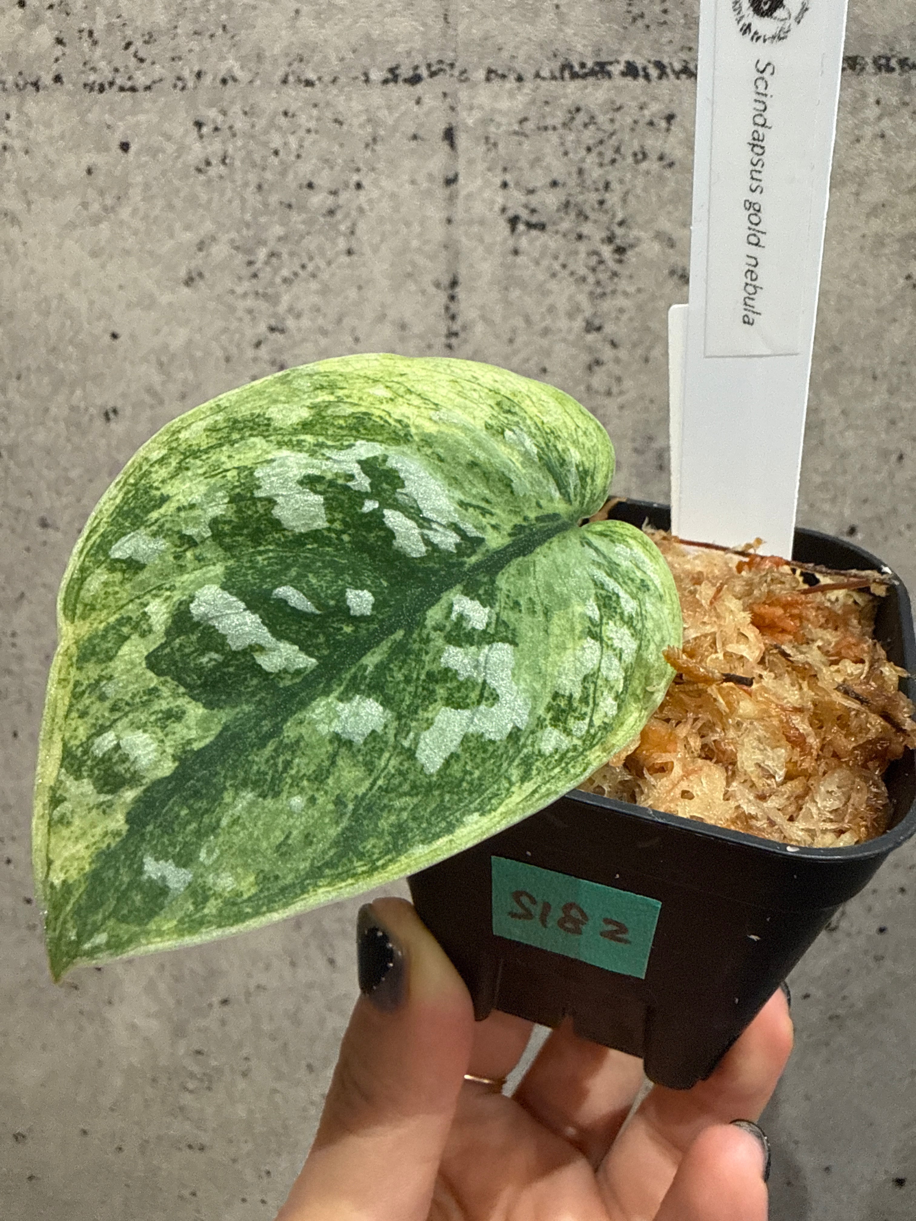 観葉植物 | MIDORIYA 観葉植物専門店