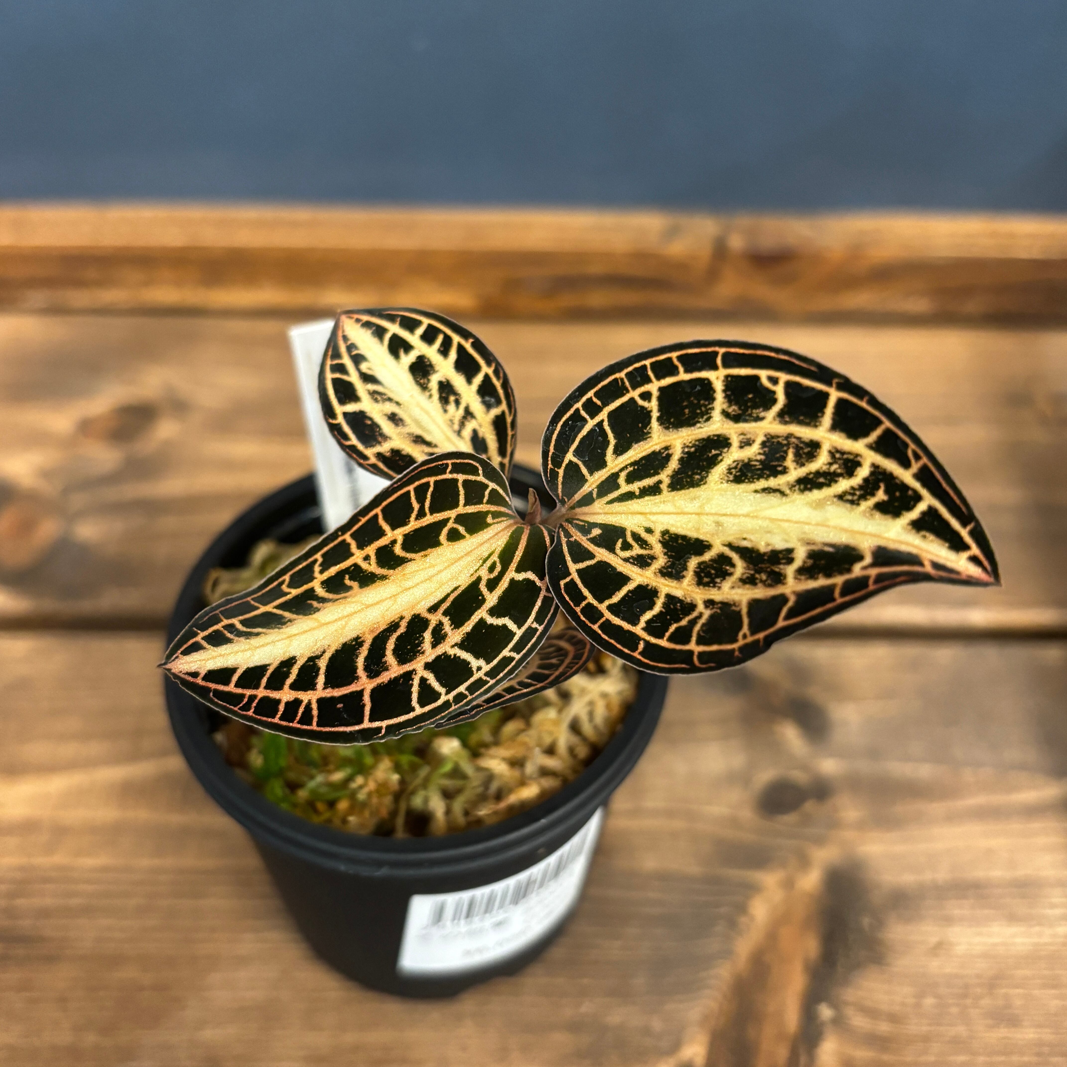 アネクトキルス アルボリニアタス【62】