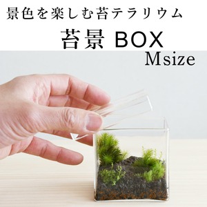 【景色を楽しむ苔テラリウム】苔景BOX　Msize