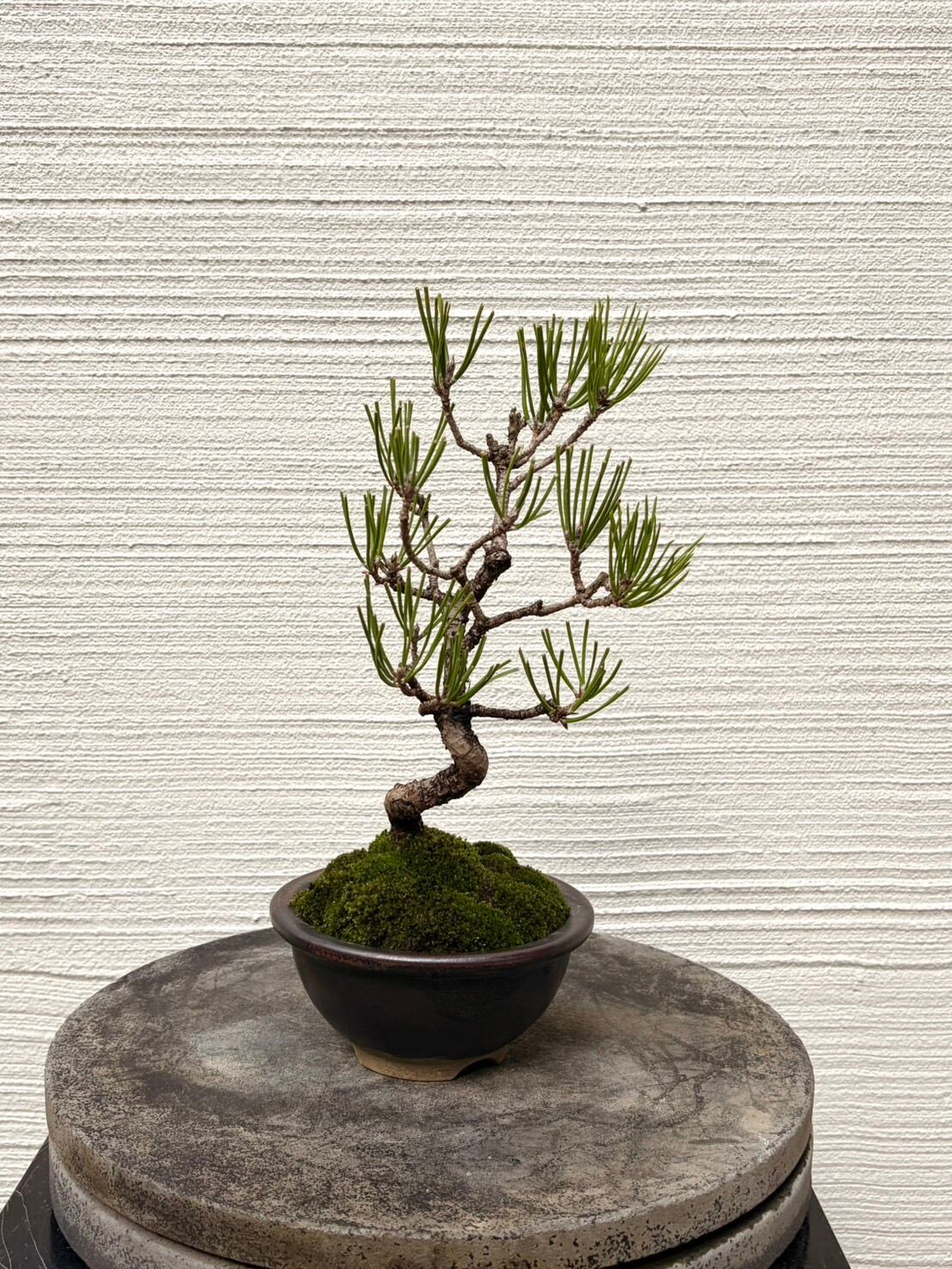 モクマオウ中品盆栽 MOKU BONSAI
