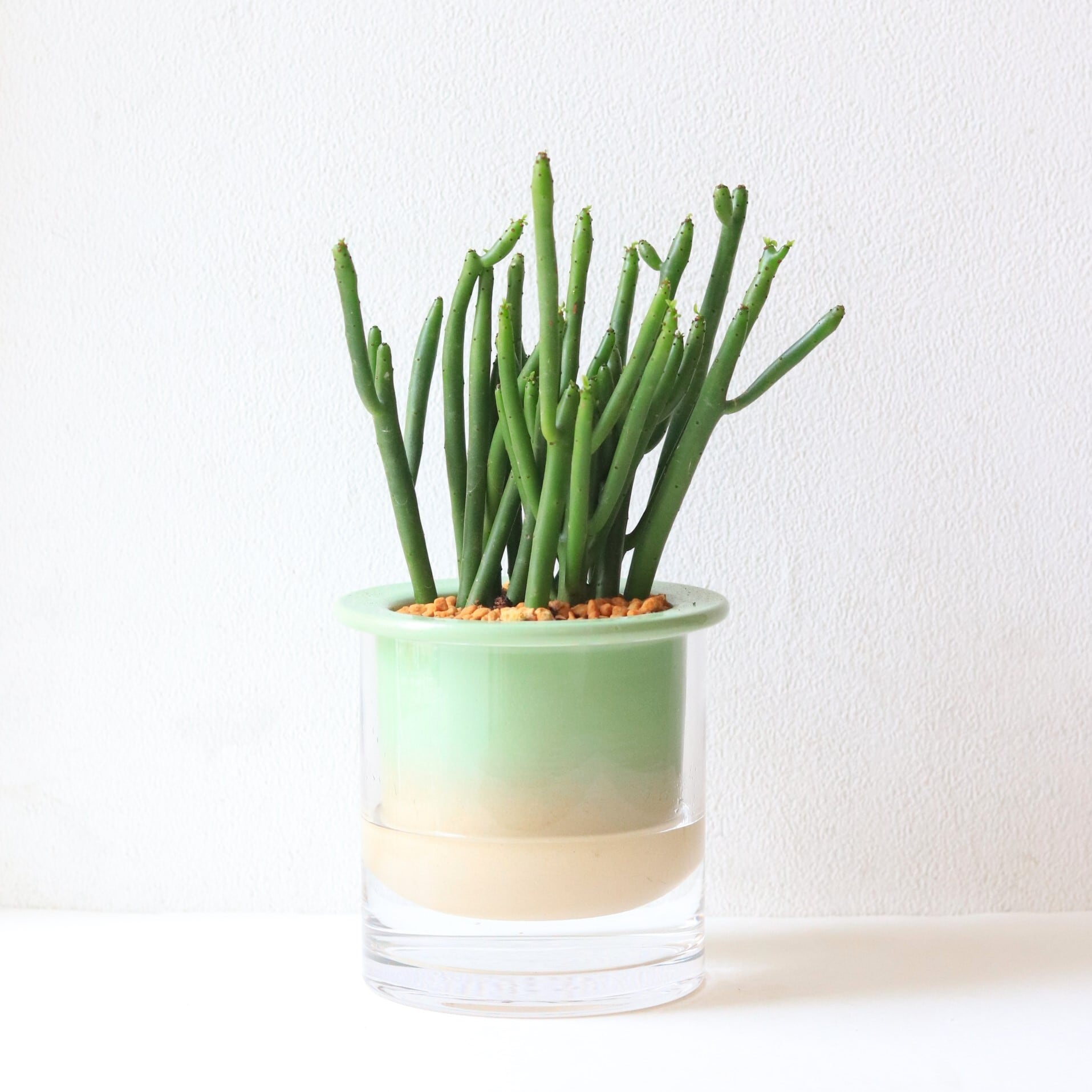 グリーン】ユーフォルビア セドロルム | ジーフラットインテリア