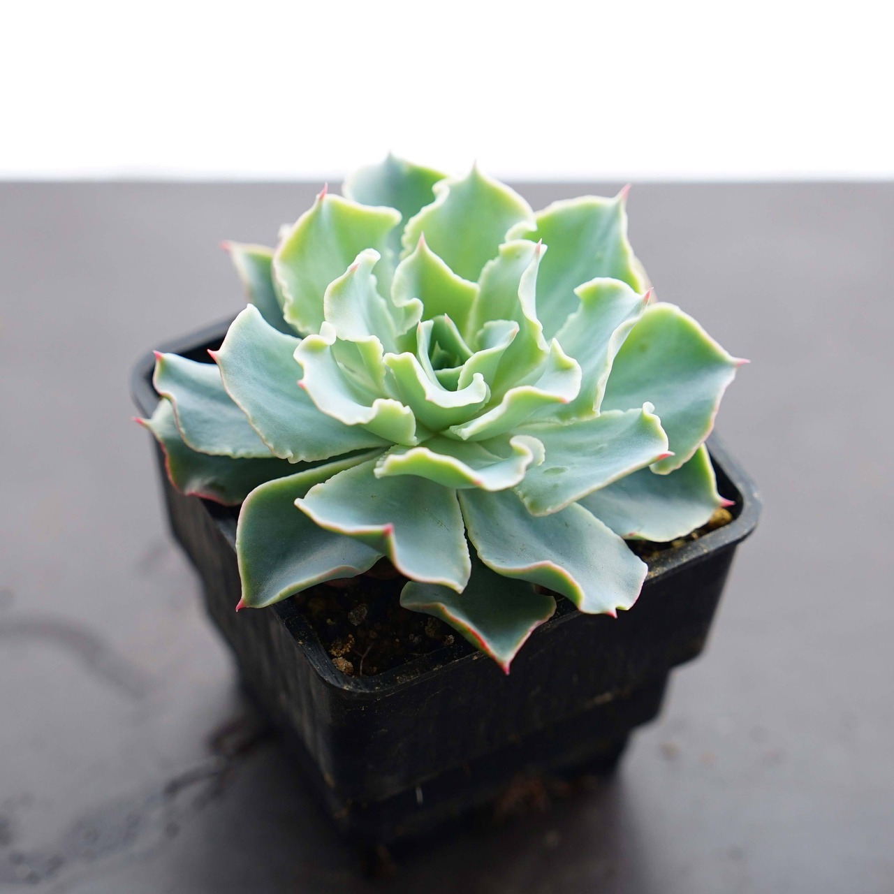 選べる抜き苗 ツナミ Echeveria 'Tsunami'