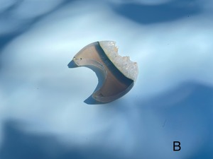 Agate Moon / 瑪瑙　月　L