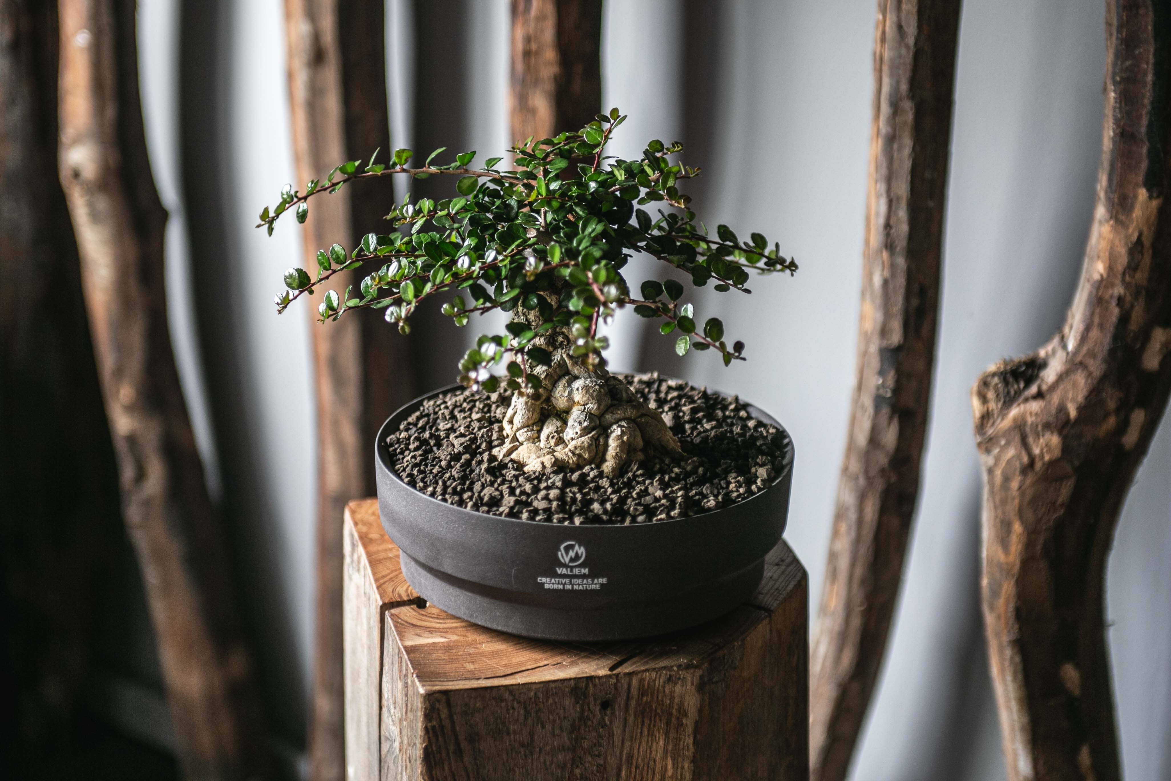 盆栽 | 青坊主-aobouzu-