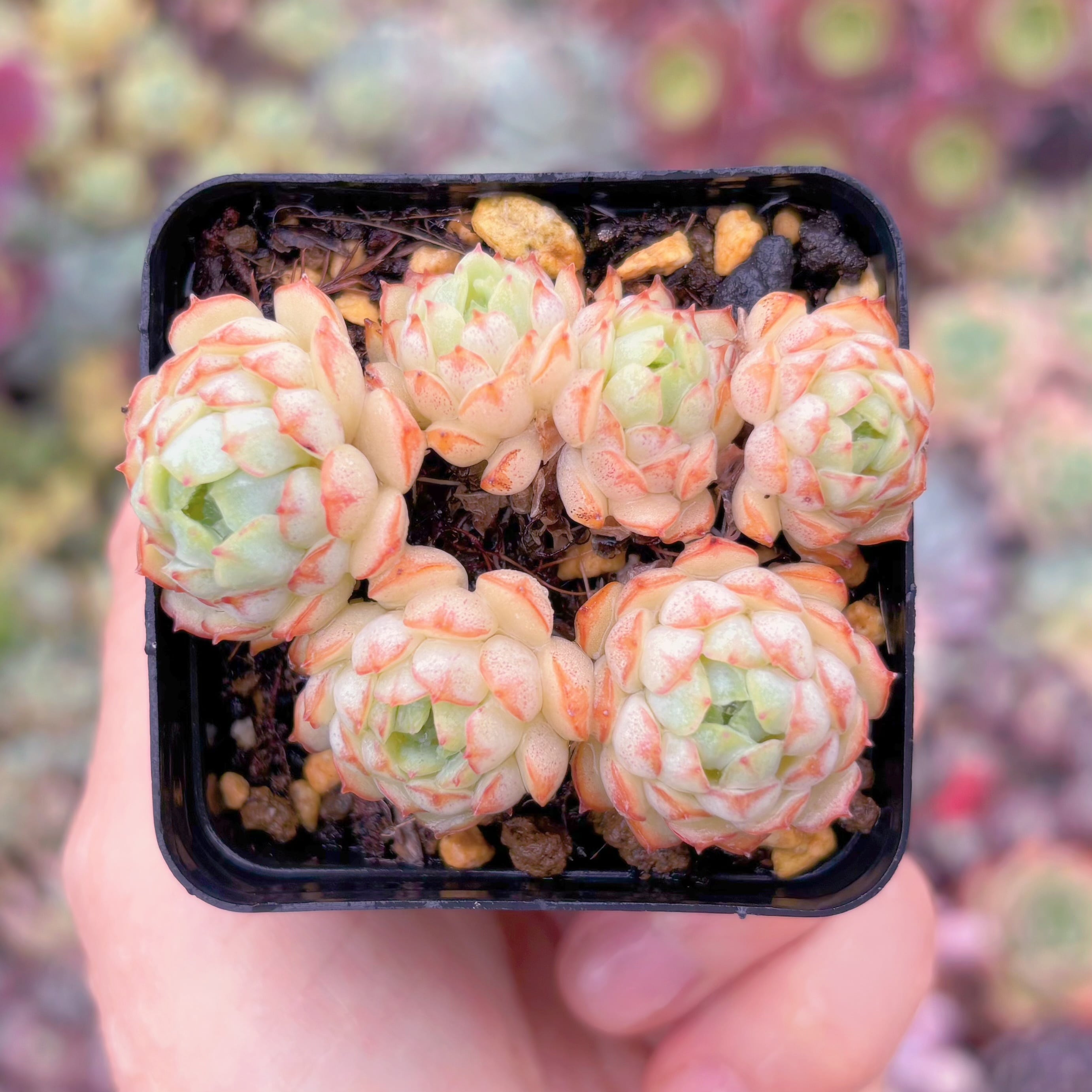 現品　グロブローサx静夜#621　群生　るる農園