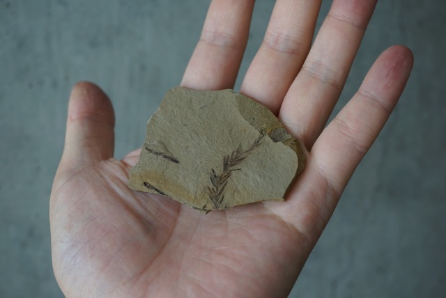 メタセコイア化石 Metasequoia sp. 1510