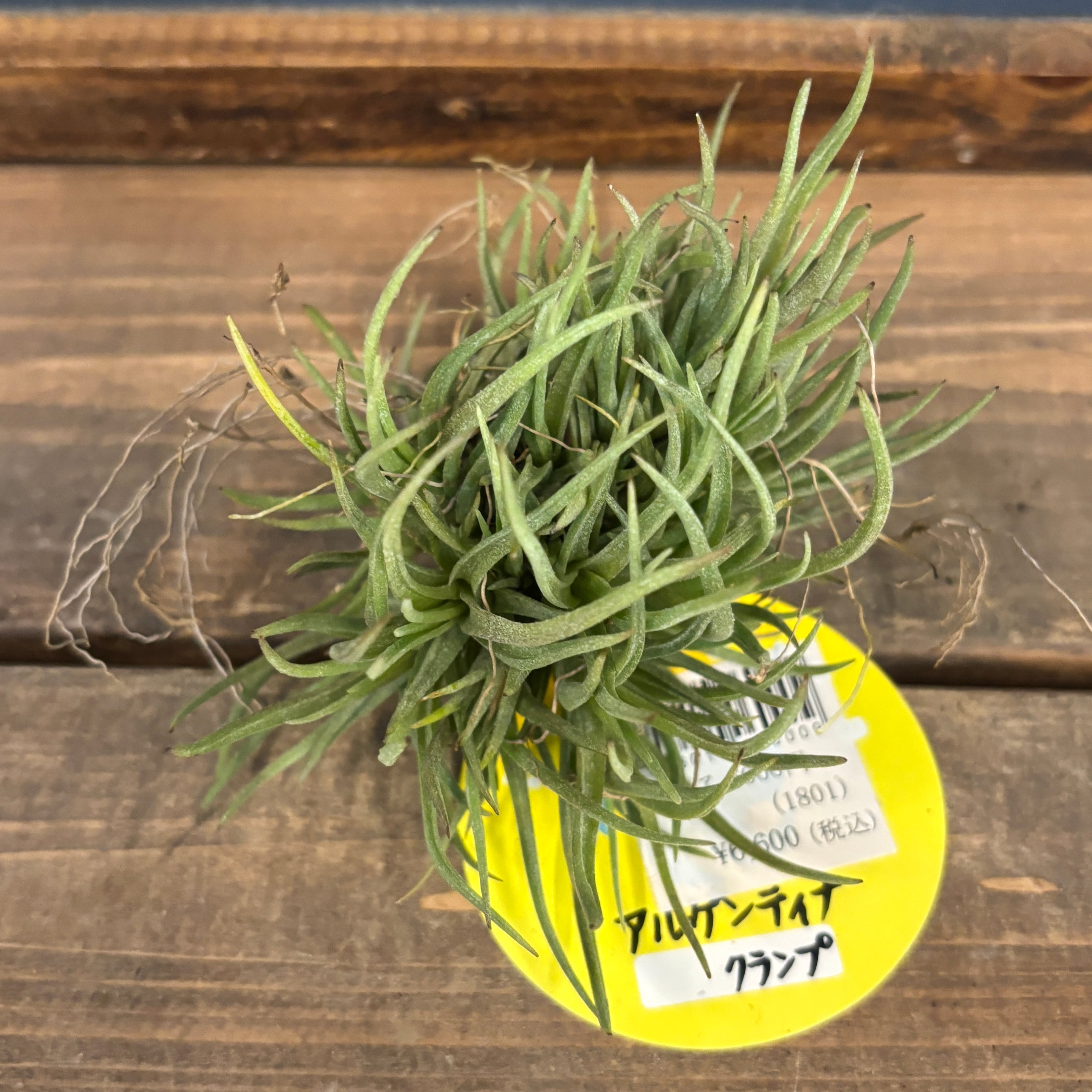 チランジア アルゲンティナ クランプ【177】 | PROTOLEAF プロトリーフ