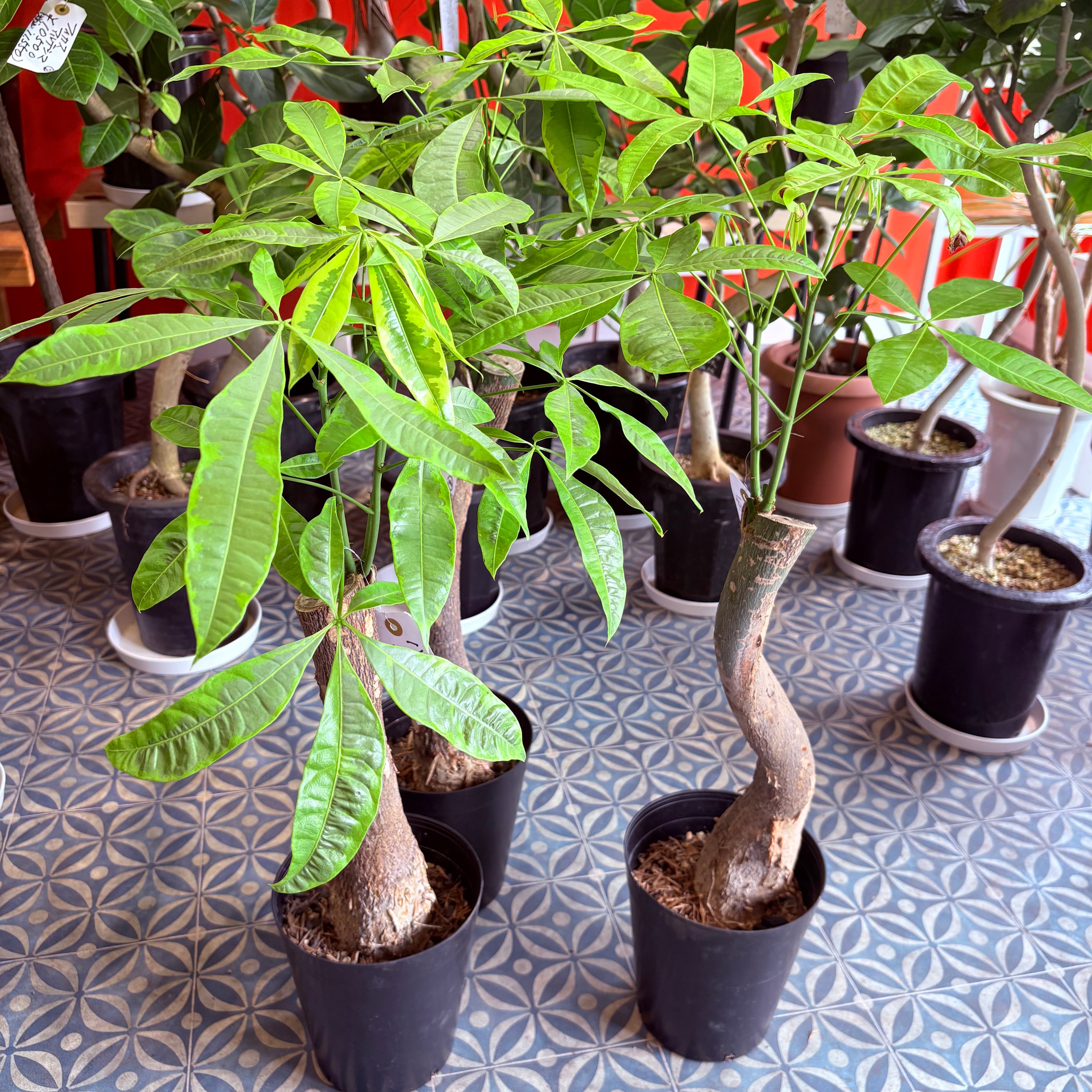 パキラ・ムーンライト　このままおとどけ～～ パキラ ムーンライト 6号 | Green Vibes 宇都宮市の観葉植物専門店