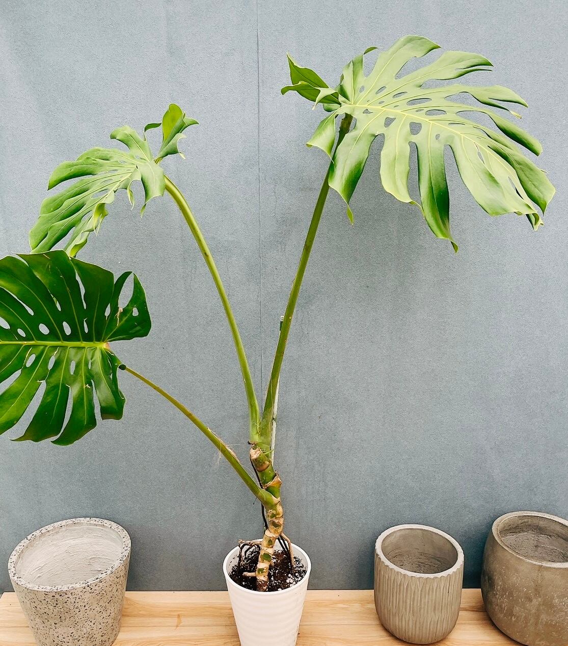 現品］H ユッカ エレファンティペス 斑入り 10号 観葉植物 室内 大型