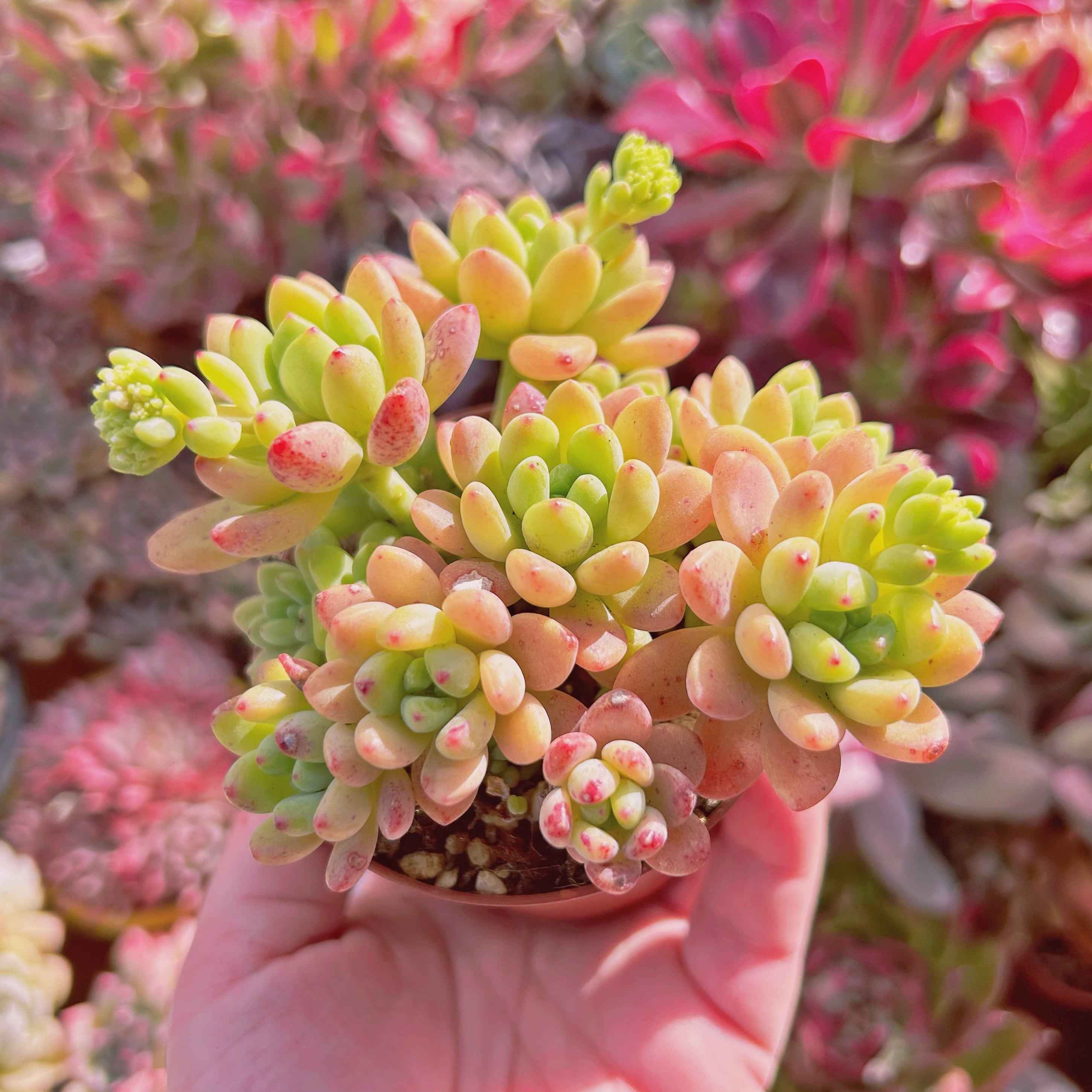 572現物 多肉植物 Sedum Shangri La | るる農園~多肉植物専門