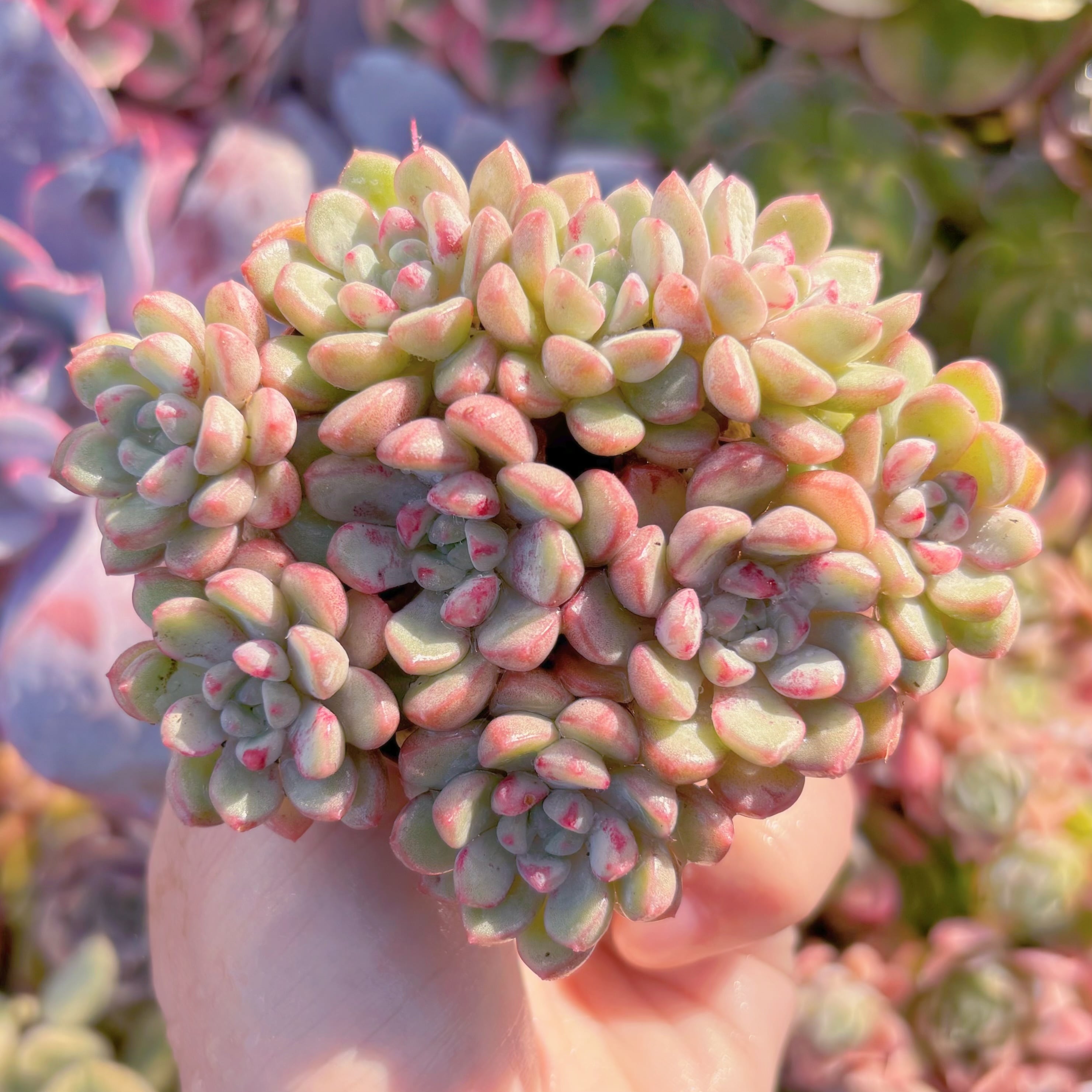 現品　萌豆#A017　群生　るる農園