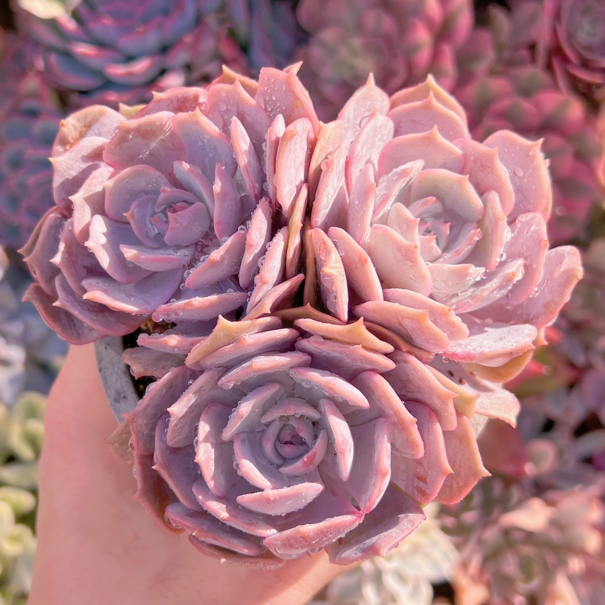 現品　ローラ#205　新入荷　るる農園