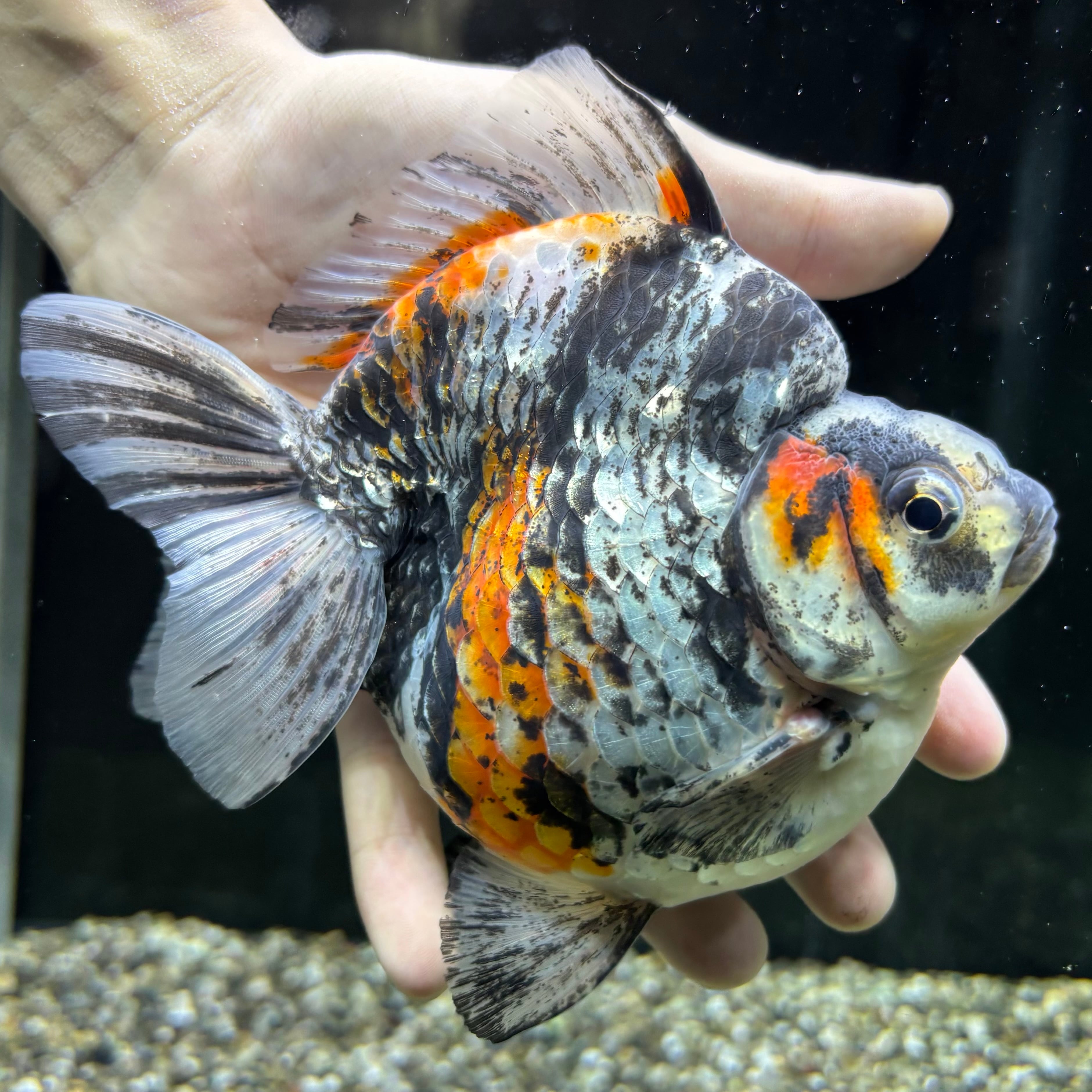 サービス品・特大上物・トリカラーだるま琉金13cm前後(0419-6)