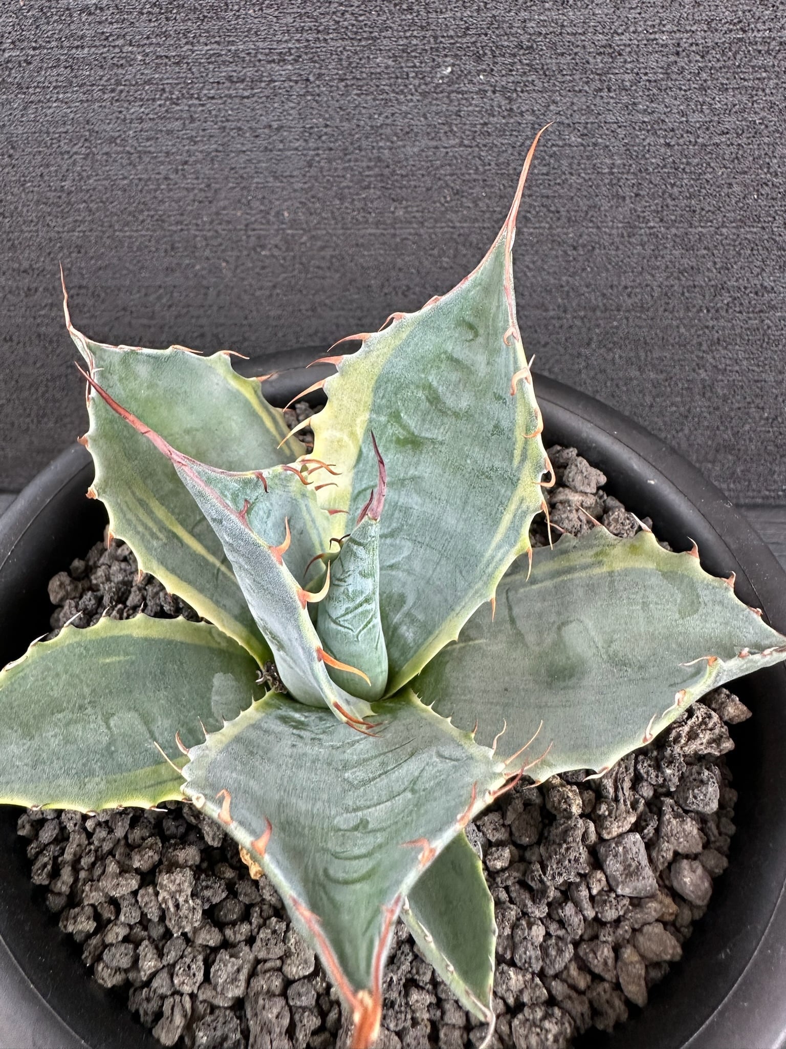 313 アガベ パラサナ ”ファイヤーボール” Agave Parrasana “Fire boll