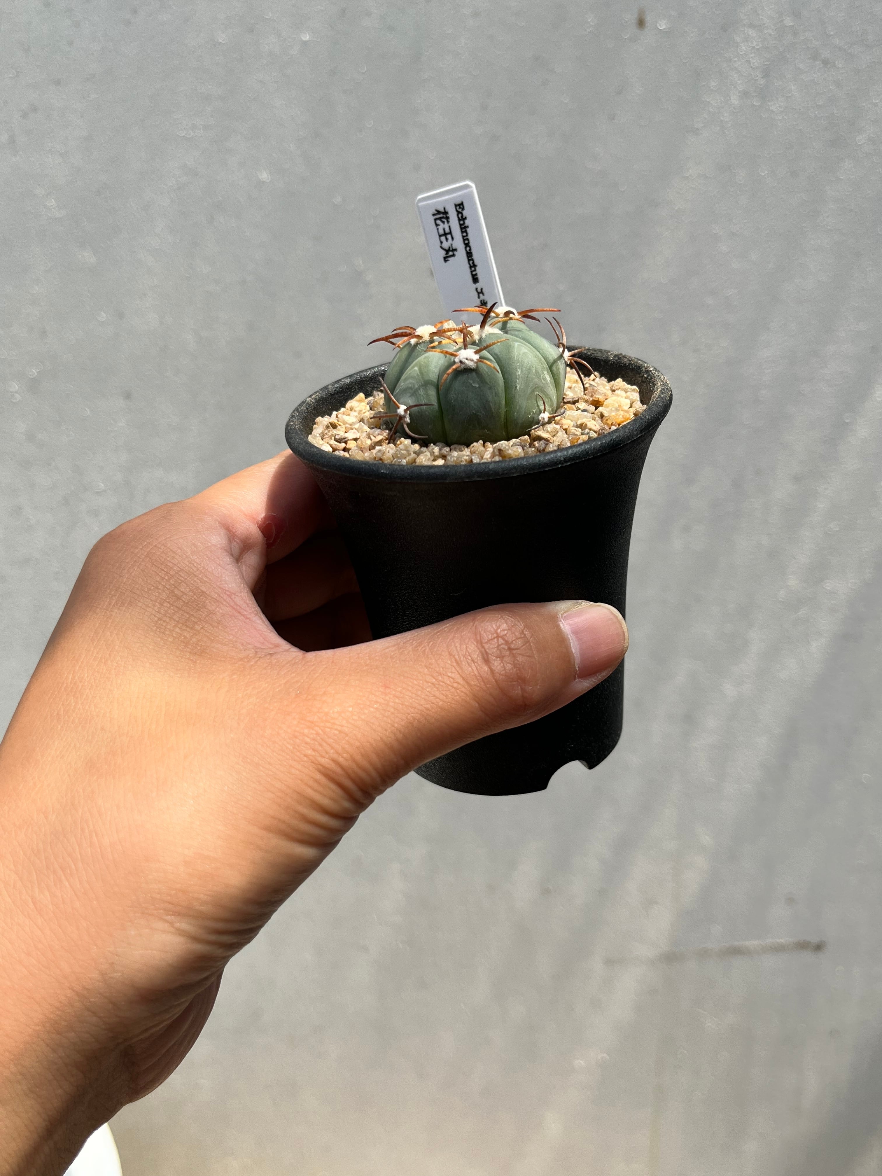 Echinocactus horizonthalonius エキノカクタス 花王丸 サボテン | PAY ID