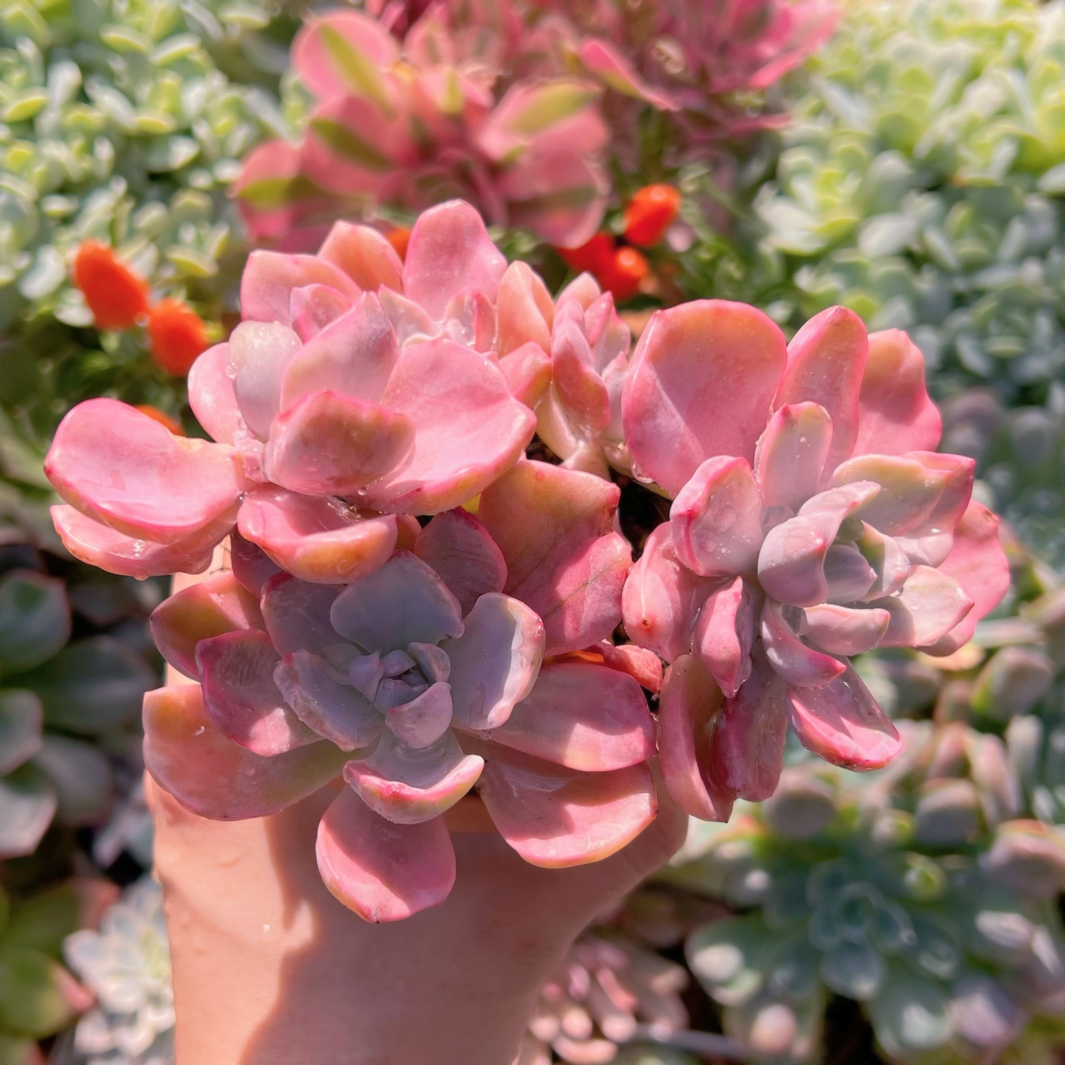 多肉植物　リチャード錦　群生　新入荷