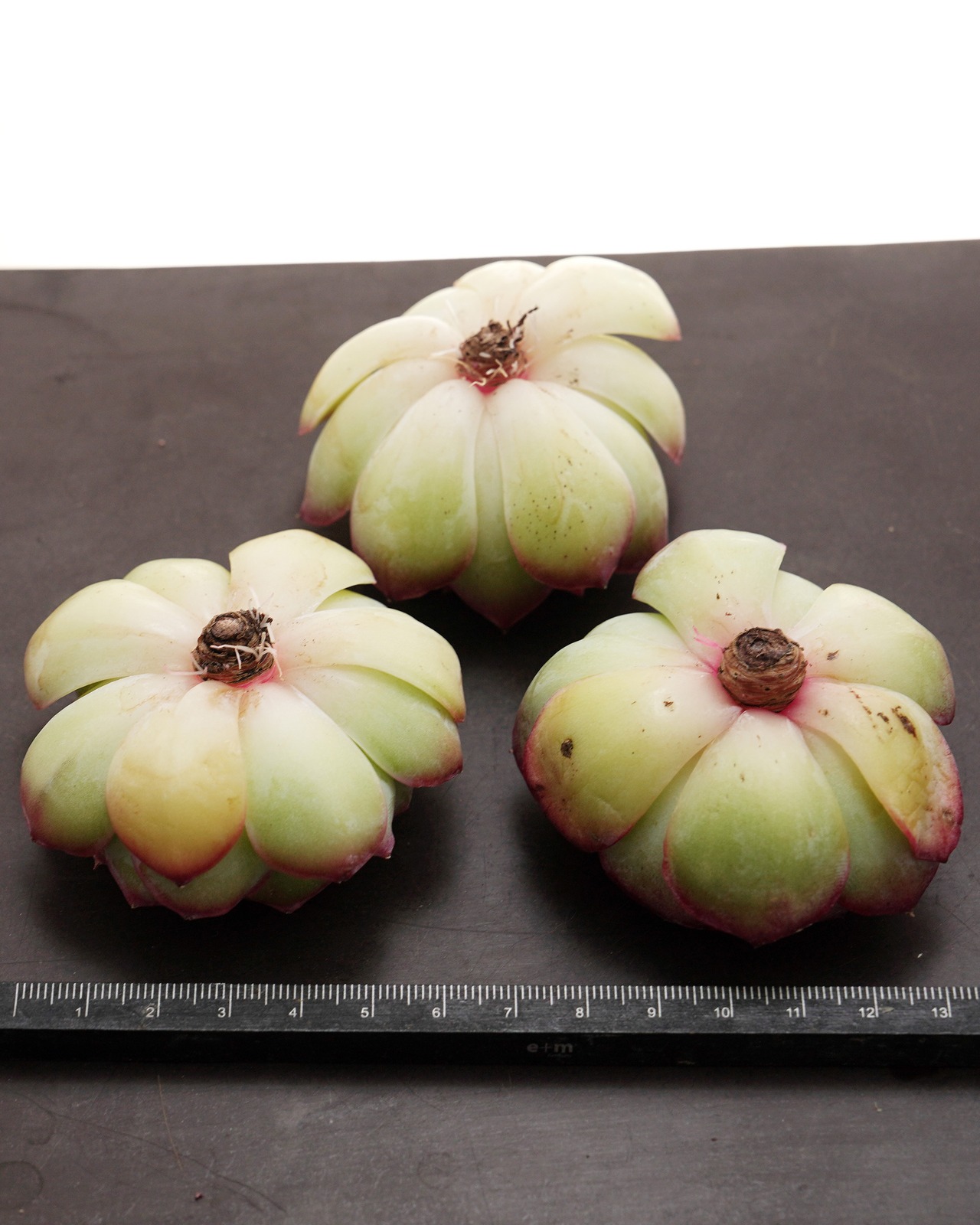 カット苗 ティルジエンド 【数量限定】 Echeveria 'Till The End'