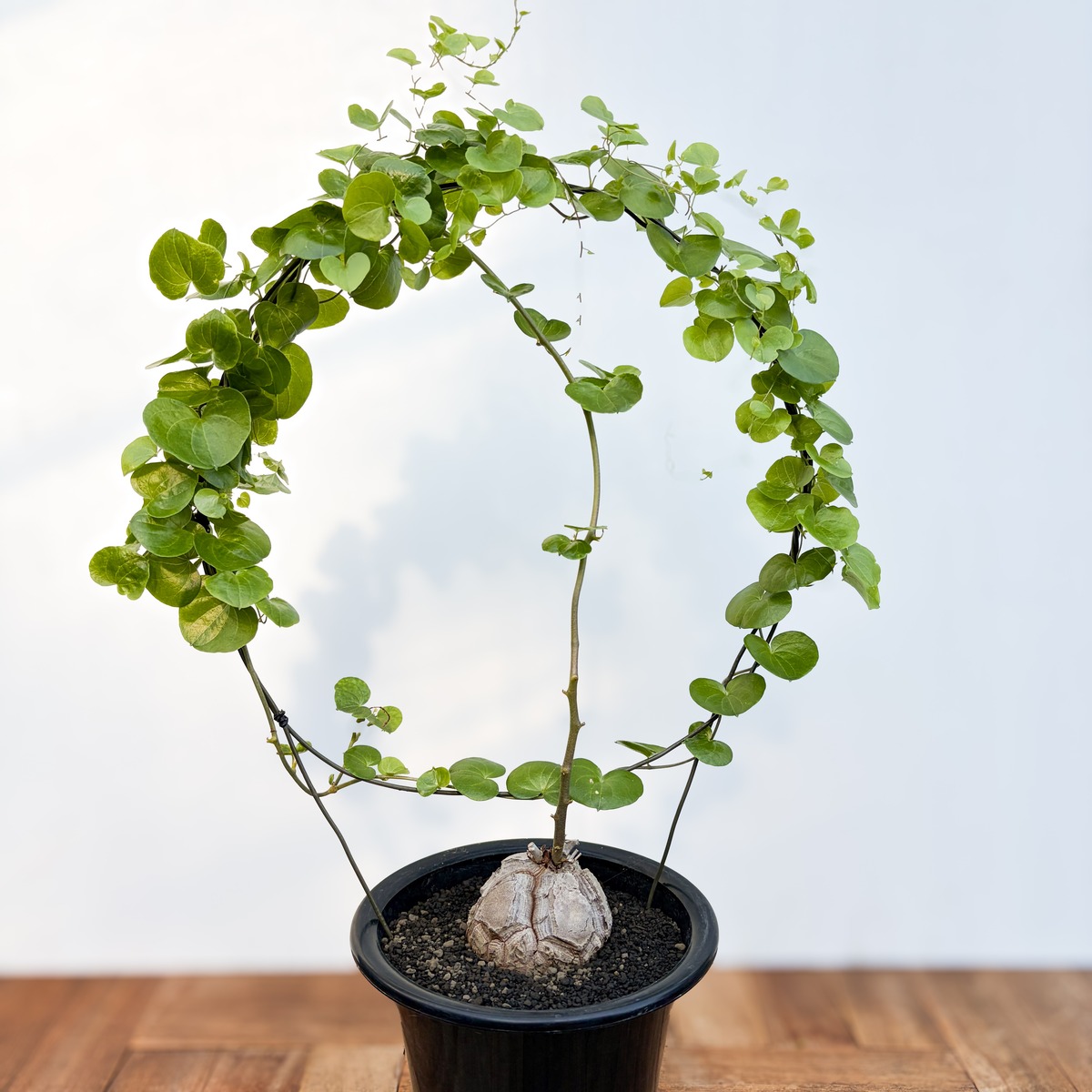 Dioscorea elephantipes【ディオスコレア・亀甲竜・実生】 | RIMO