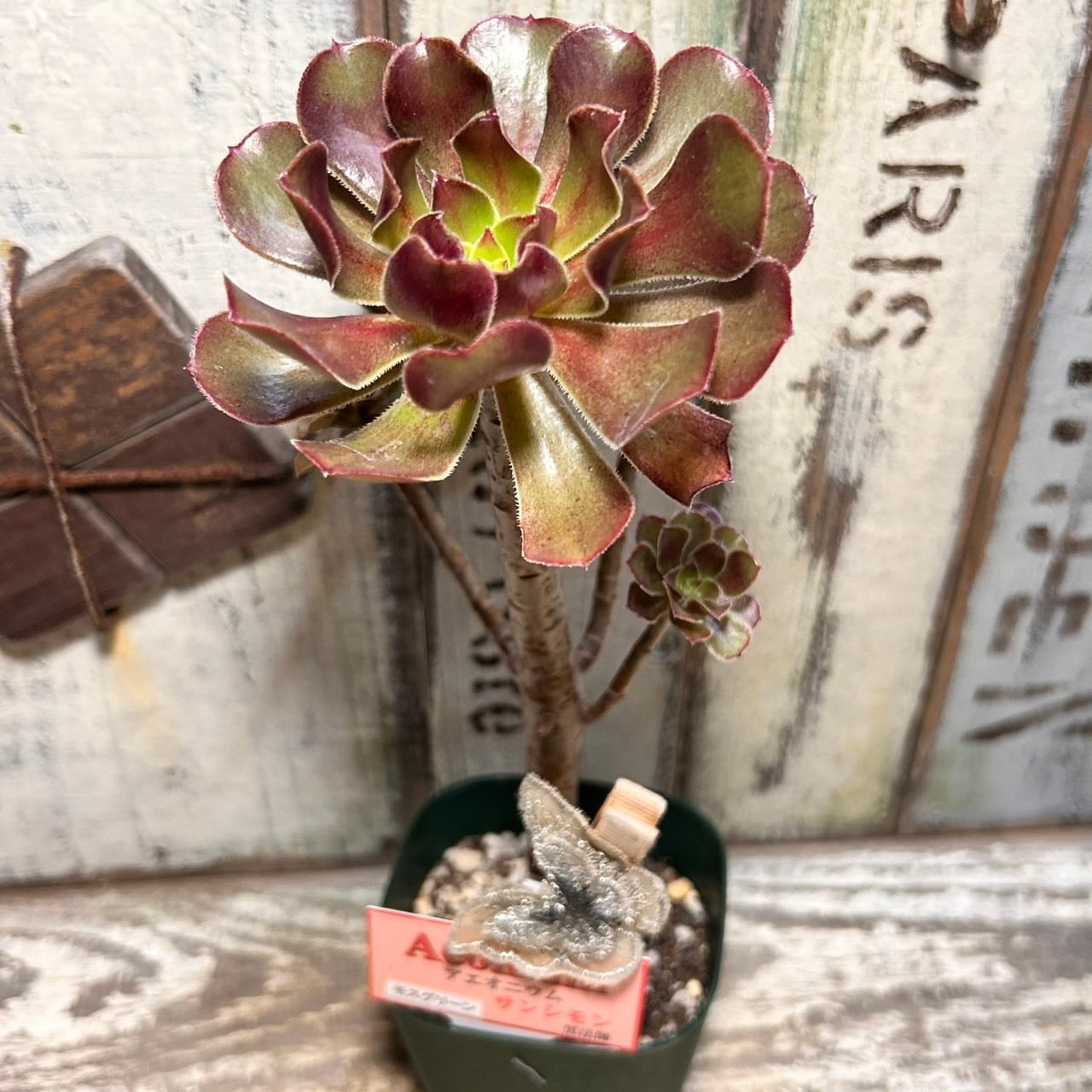 サンシモン黒法師(アエオニウム)モスグリーン | RuPo 多肉植物専門店