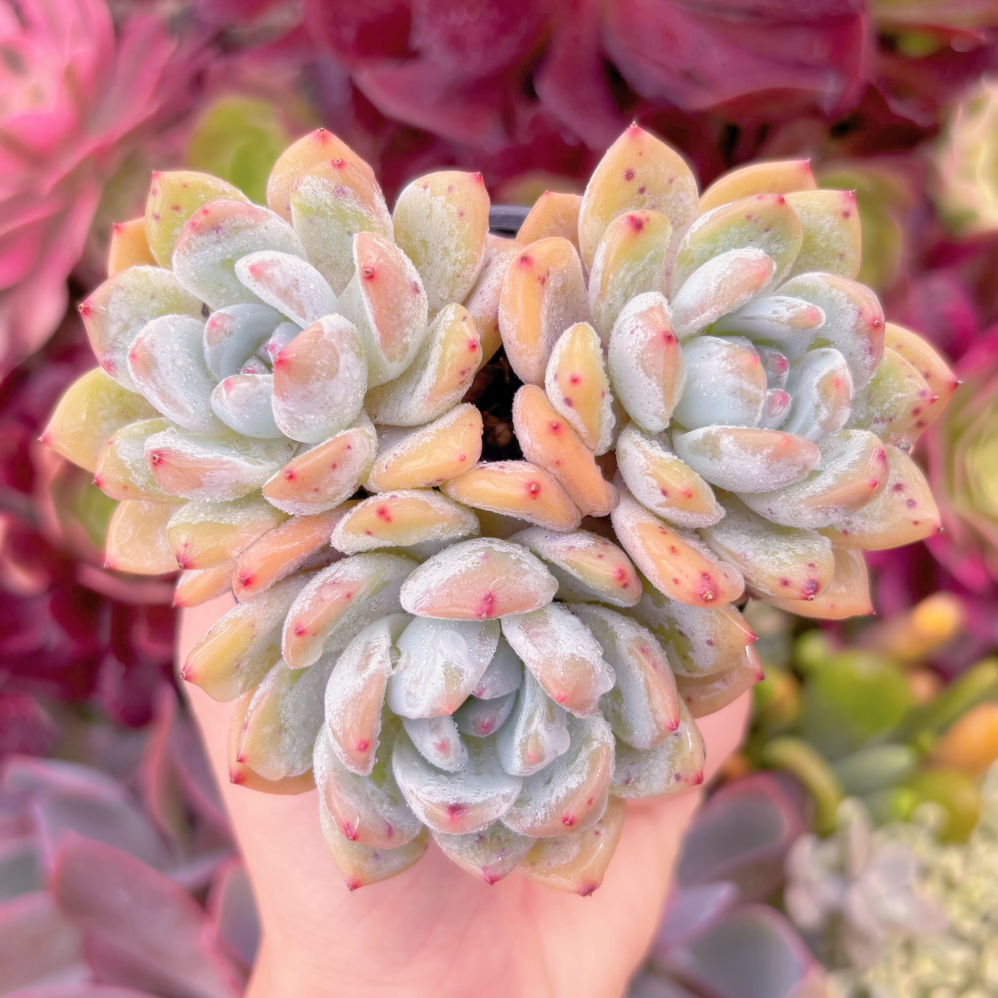 現品　ラウイx冷香#F065　群生　るる農園