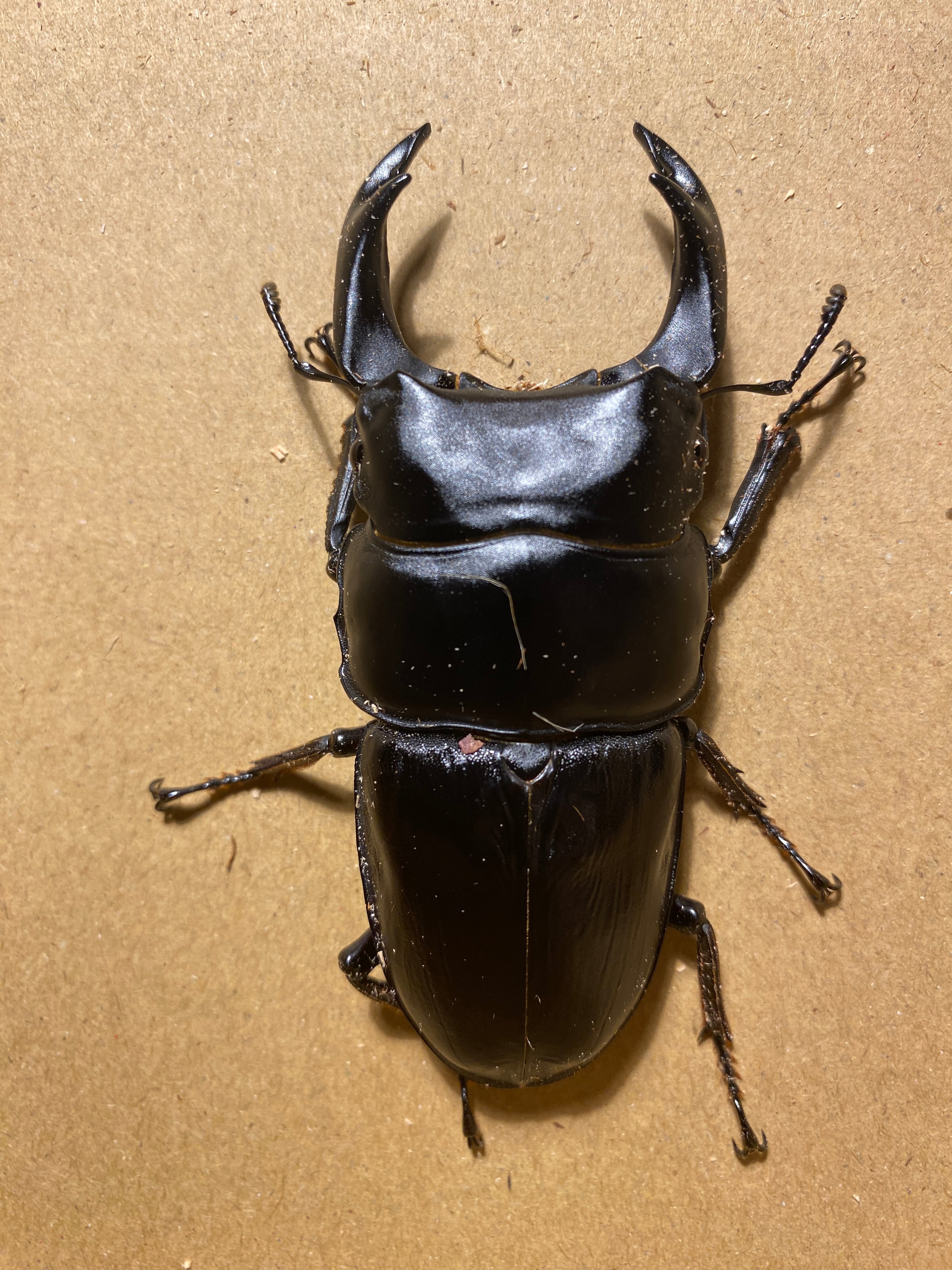 ⑰ 能勢YG オオクワガタ 幼虫 6頭＋補償2頭