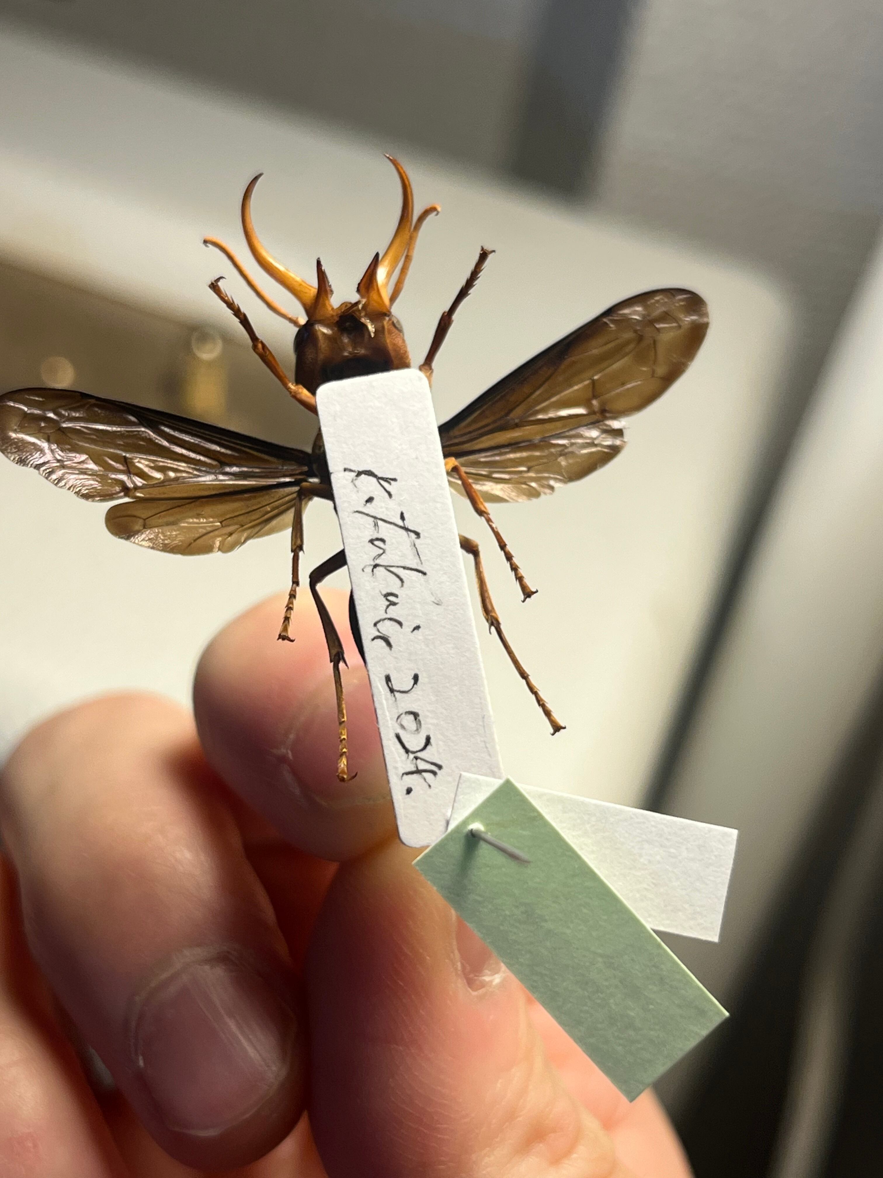 【極美展足】オオキバドロバチ タランチュラホーク バードイータームカデサソリ標本 極美展足】オオキバドロバチ タランチュラホーク バードイータームカデ