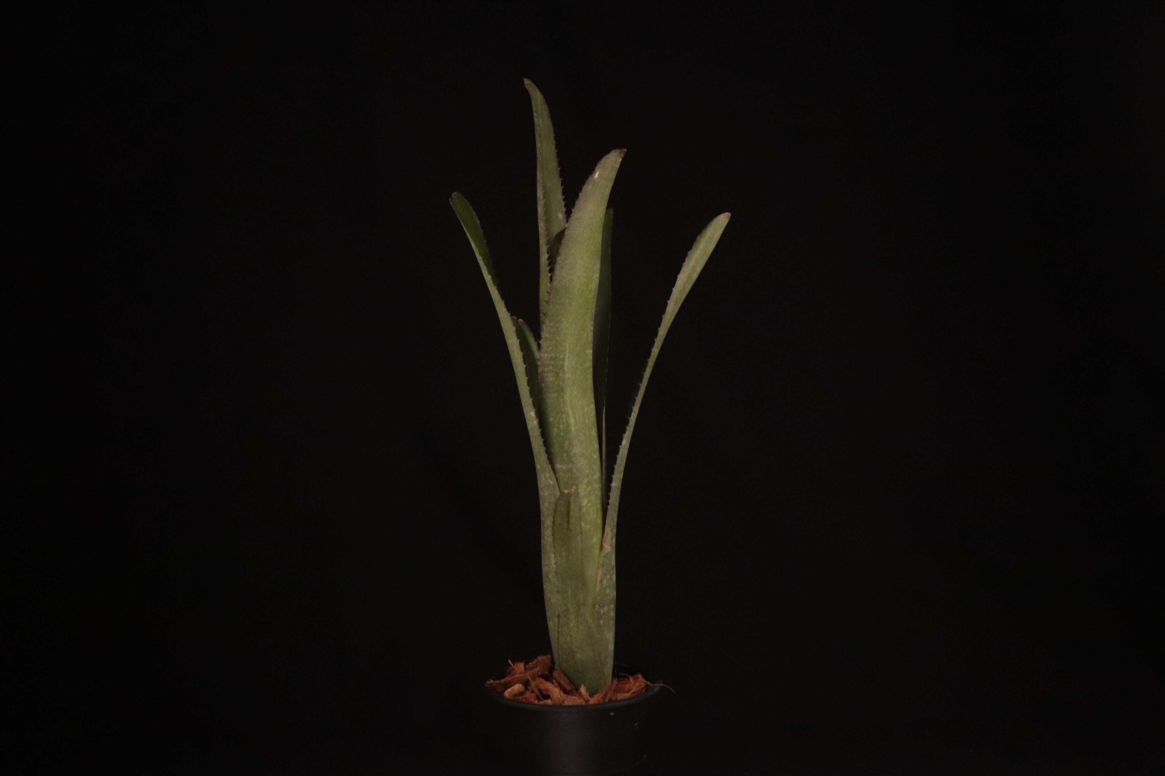 送料無料】Billbergia 'Dippin Dots'〔ビルベルギア〕現品発送B0184