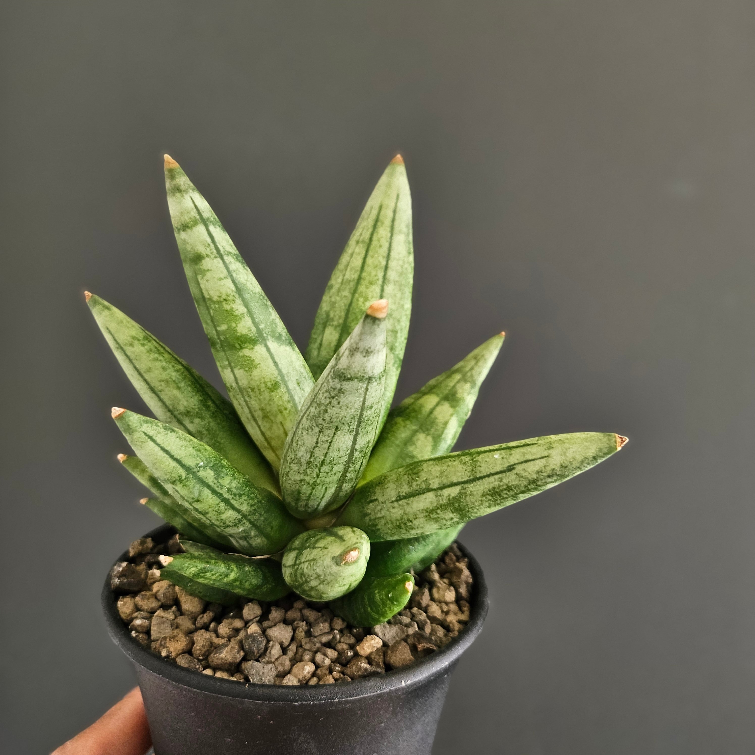 Sansevieria 'Tower Variegated' サンスベリア・タワー 斑入り