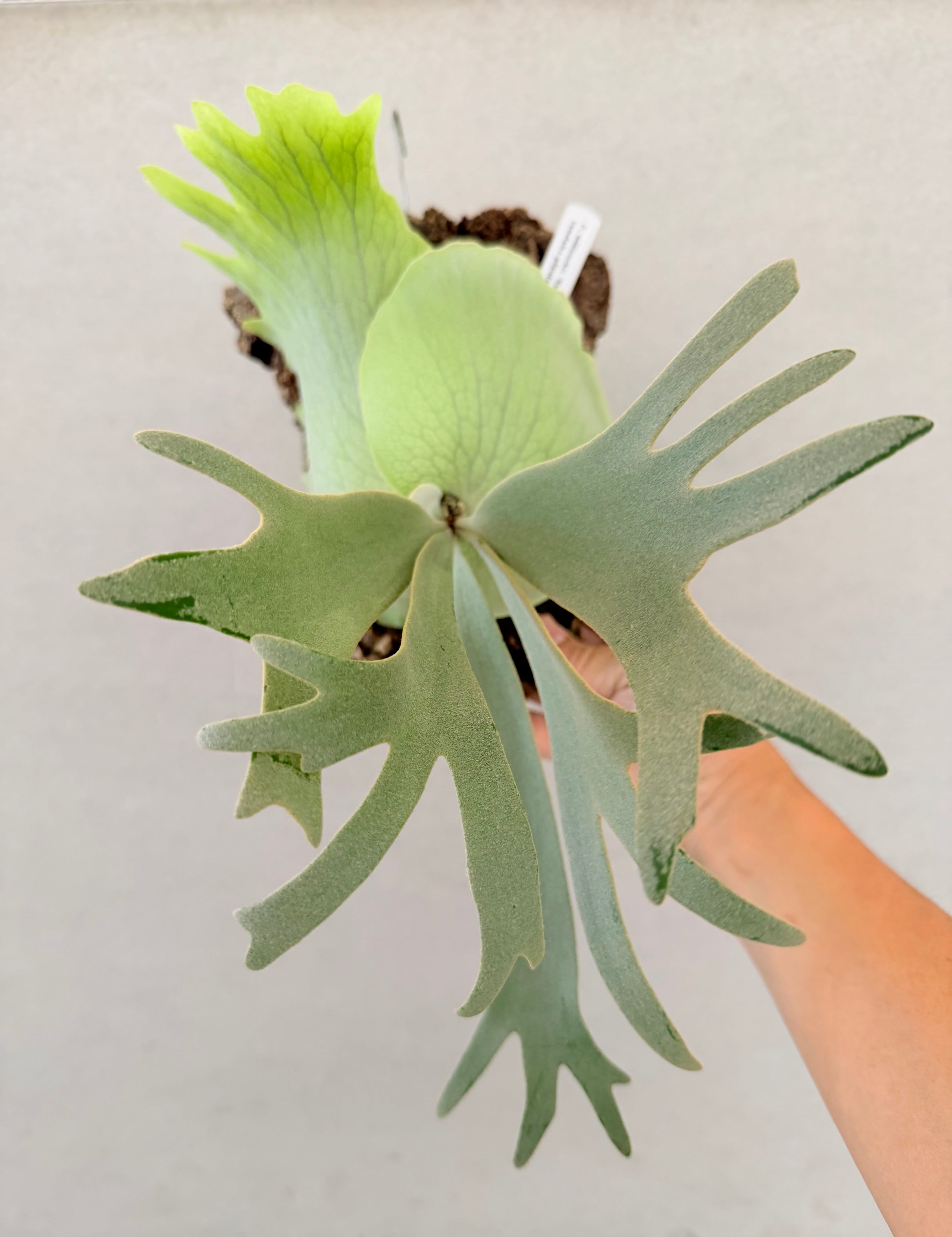 a) P. willinckii 'Smurf' ビカクシダ ウィリンキー 'スマーフ