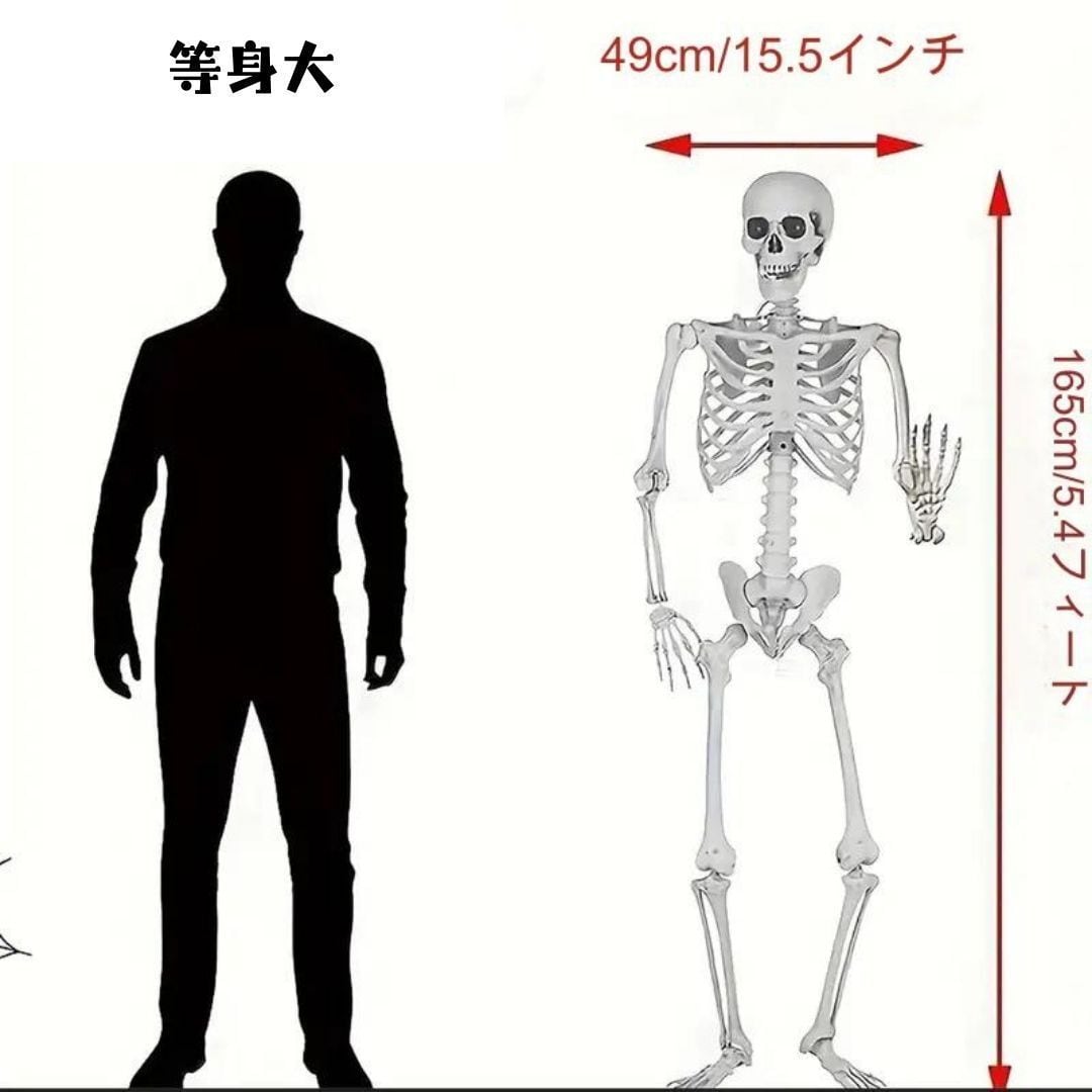 置物 オブジェ 骸骨 ガイコツ ドクロ スケルトン 全身 標本 等身大
