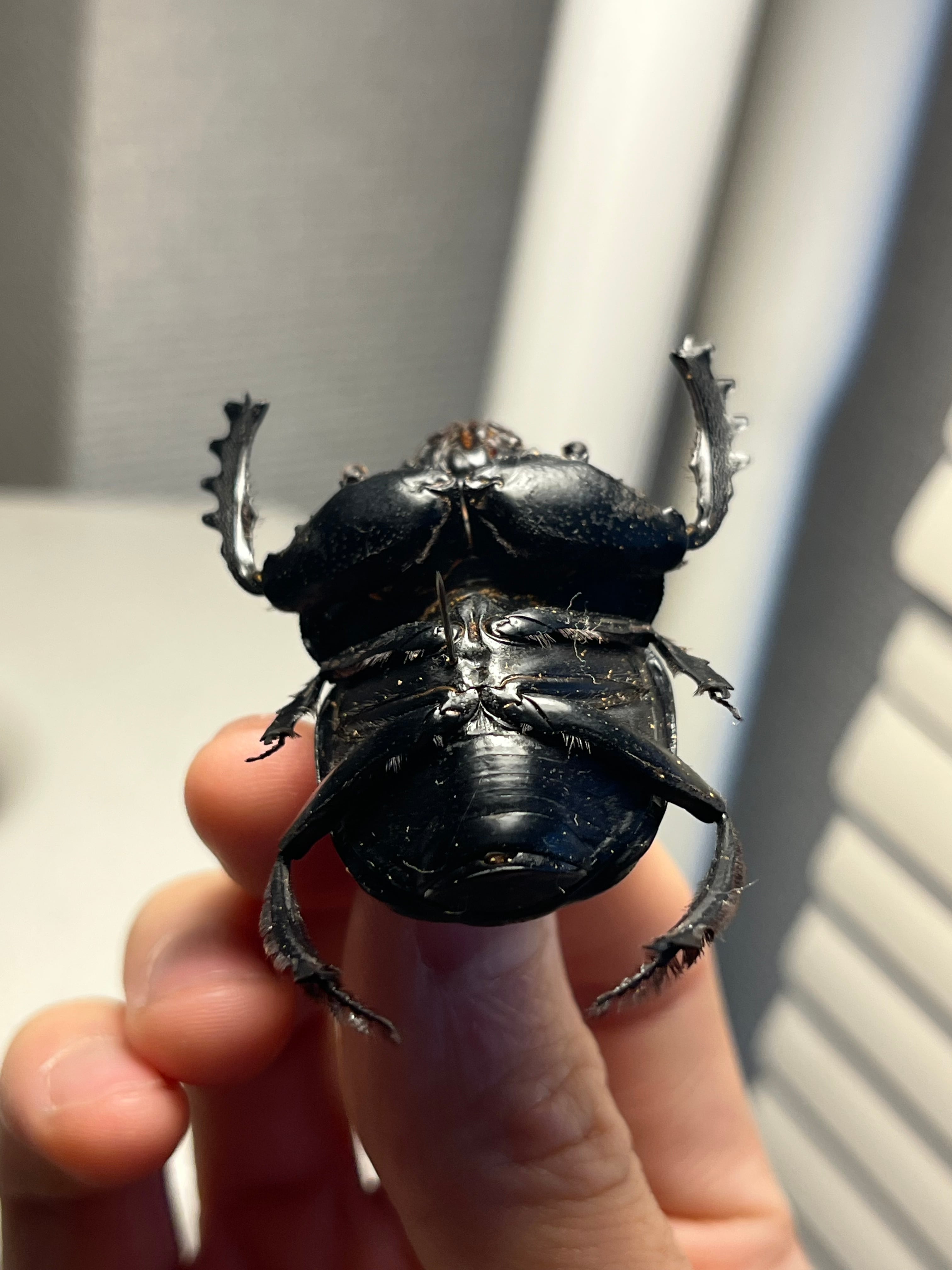 属内2位】スネブトタマオシコガネ スカラベ糞虫フンチュウ昆虫標本