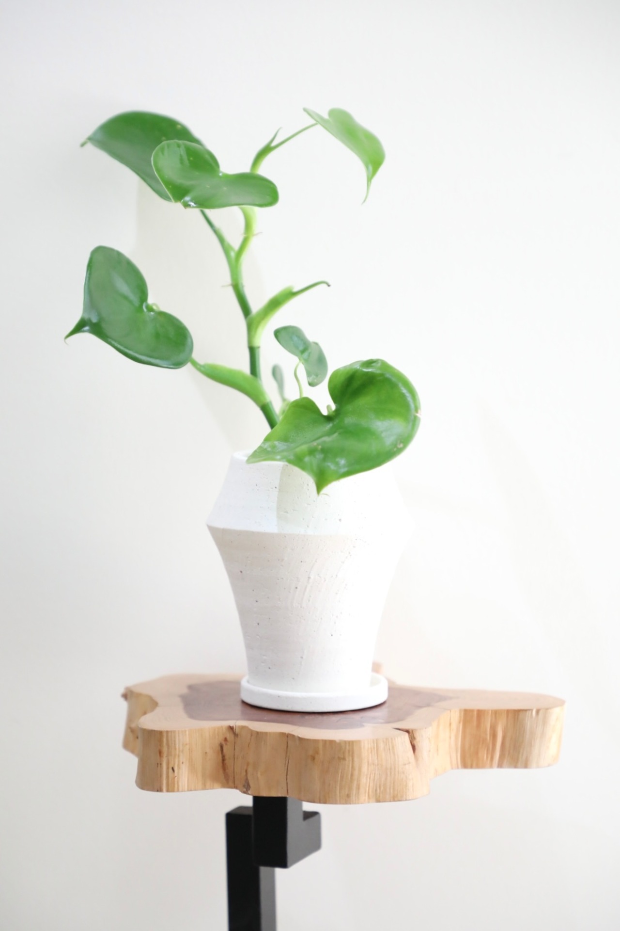 【S】ハートフィロデンドロン/Philodendron 　※陶器鉢付き