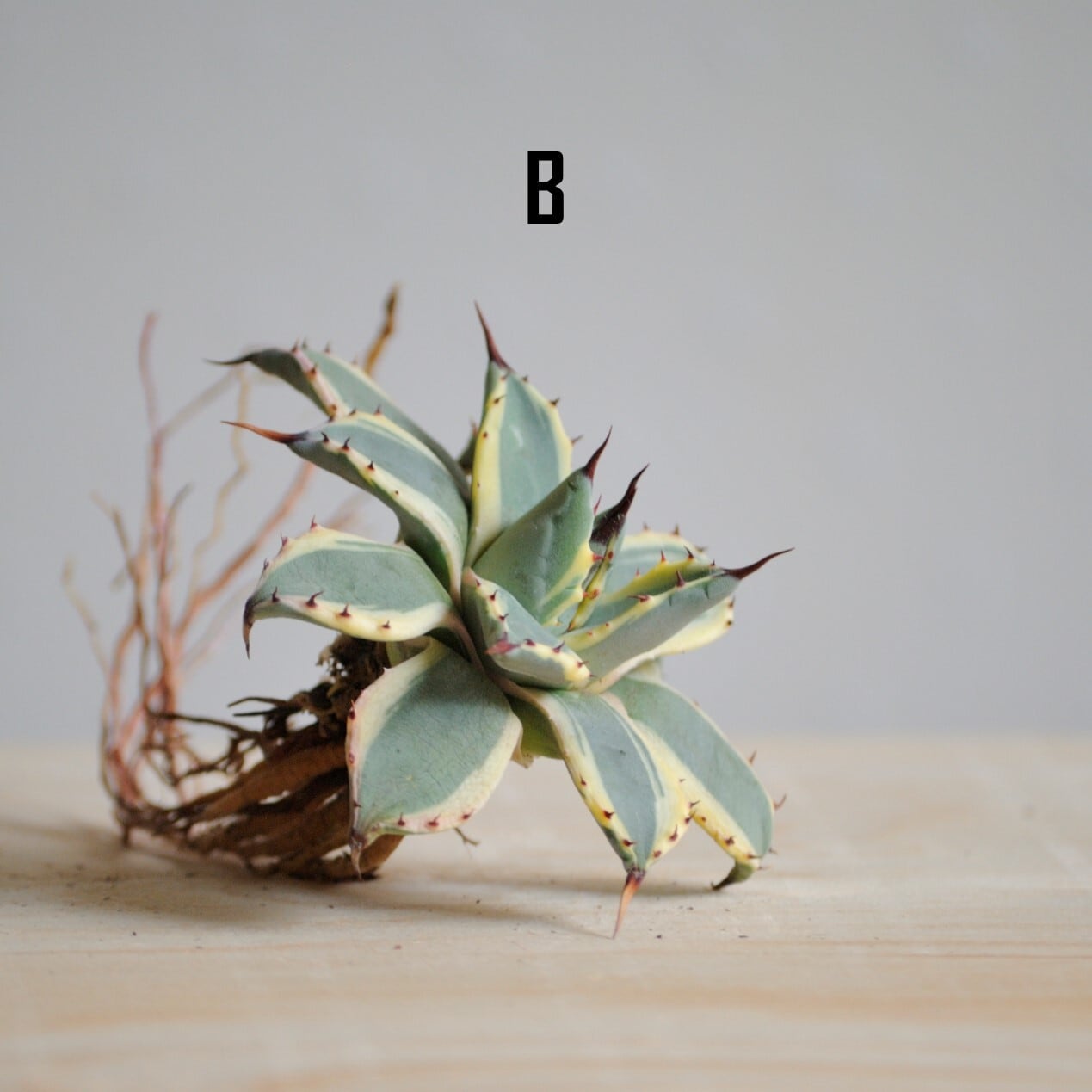 アガベ アプラナータ クリームスパイク | Agave Rocon