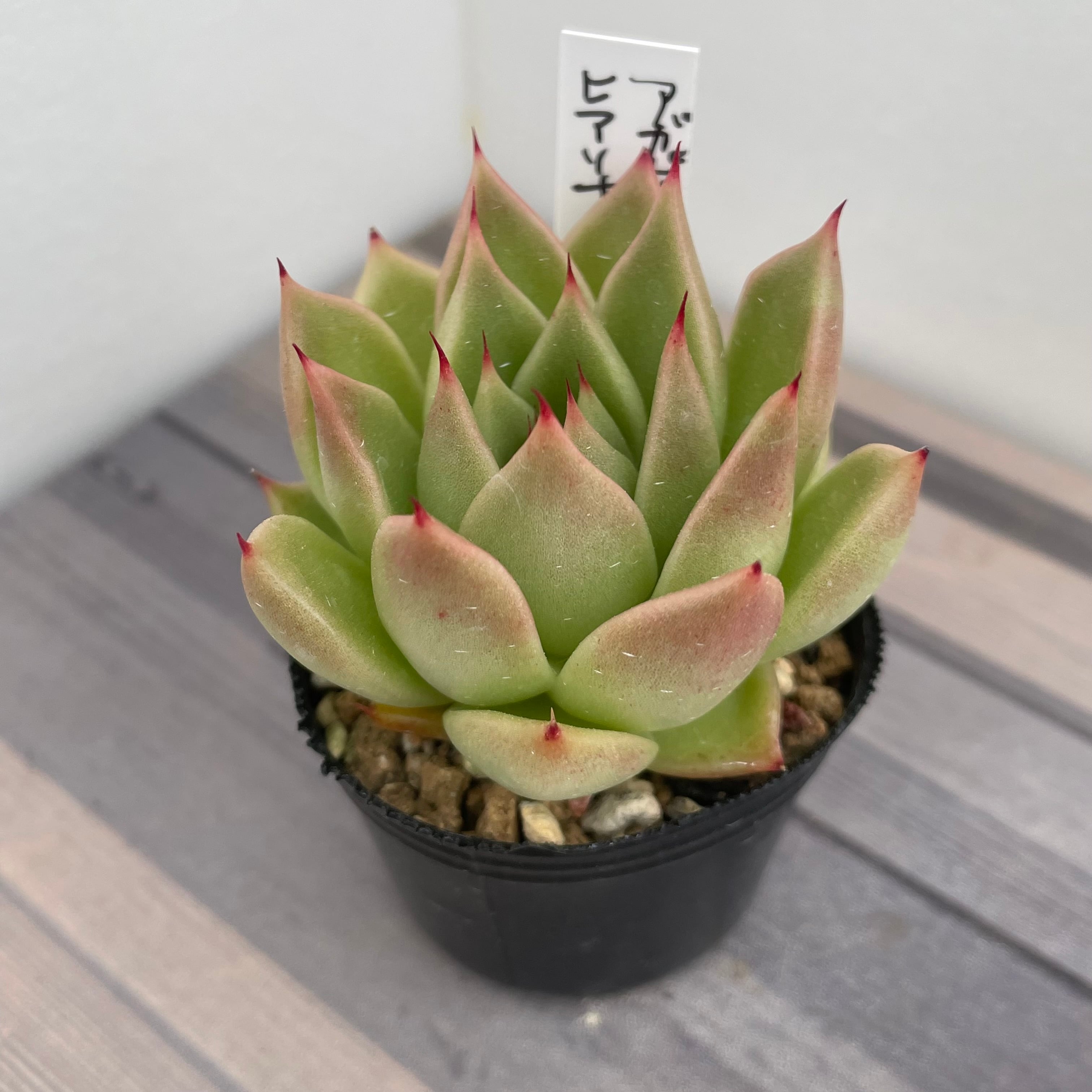 2024実生苗セットa⚠️ 4センチポット 【公式通販】