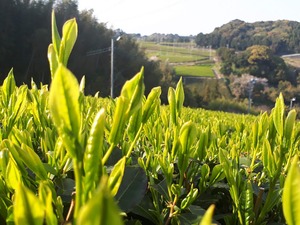 新茶　かがやき（極上荒茶仕上げ）(100g)