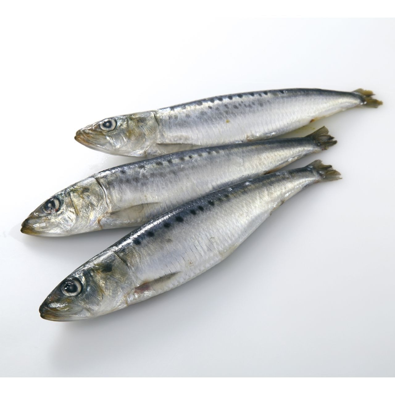 千葉県産 銚とろ大吉いわしラウンド 10Kg/90尾入