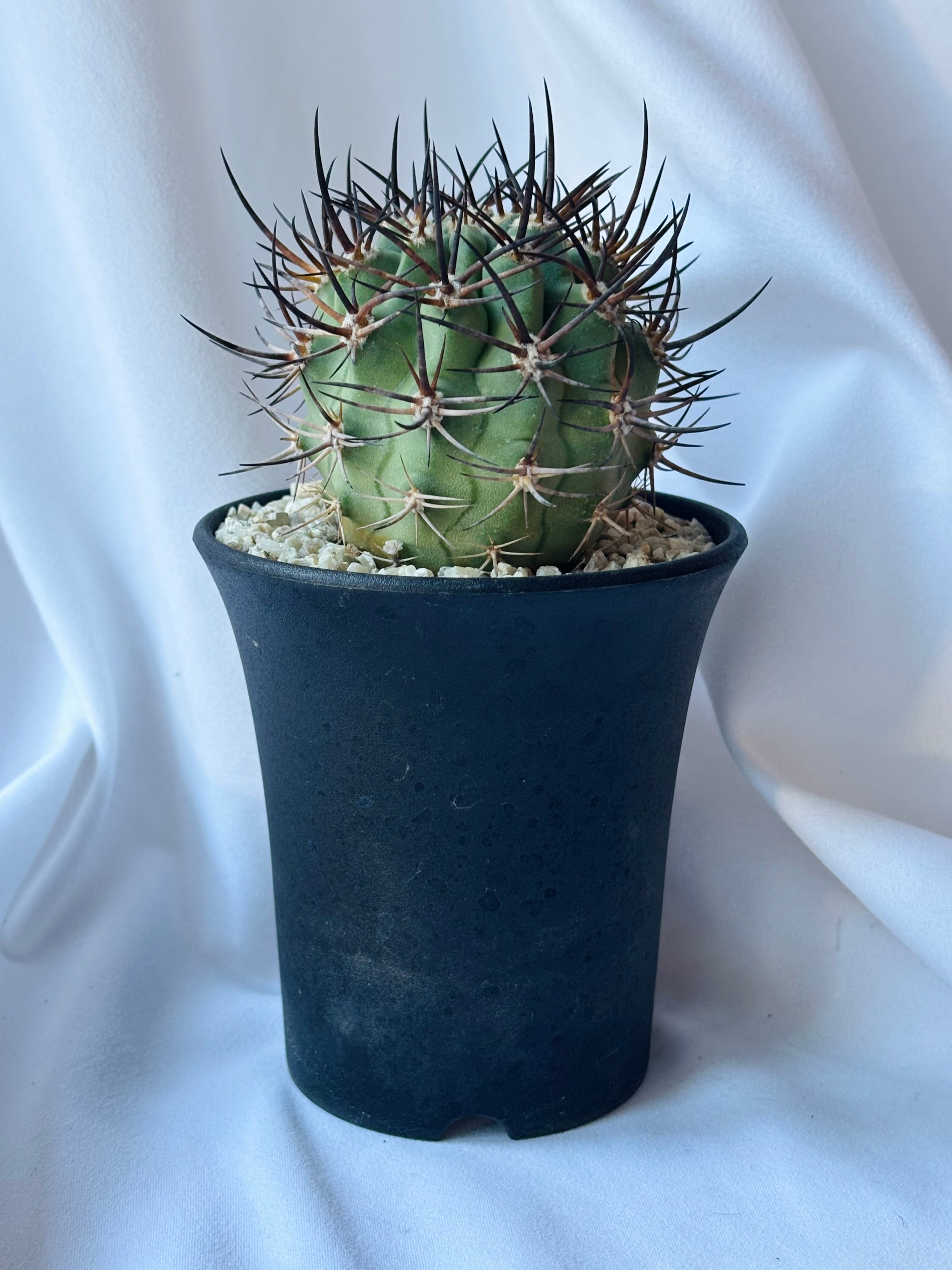 Eriosyce ihotzkyanae エリオシケ 五百津玉 サボテン | plants MARU