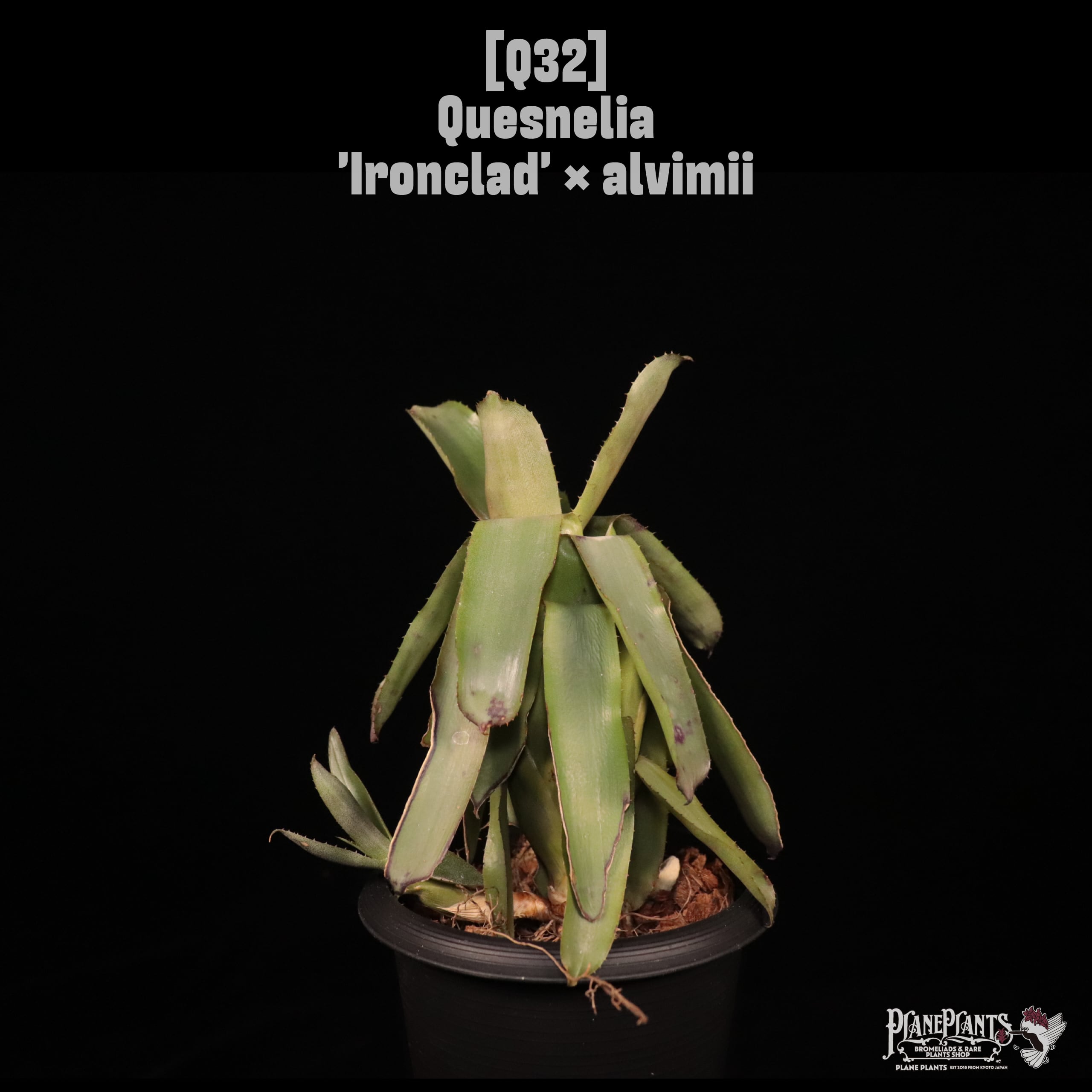 Quesnelia | plane plants