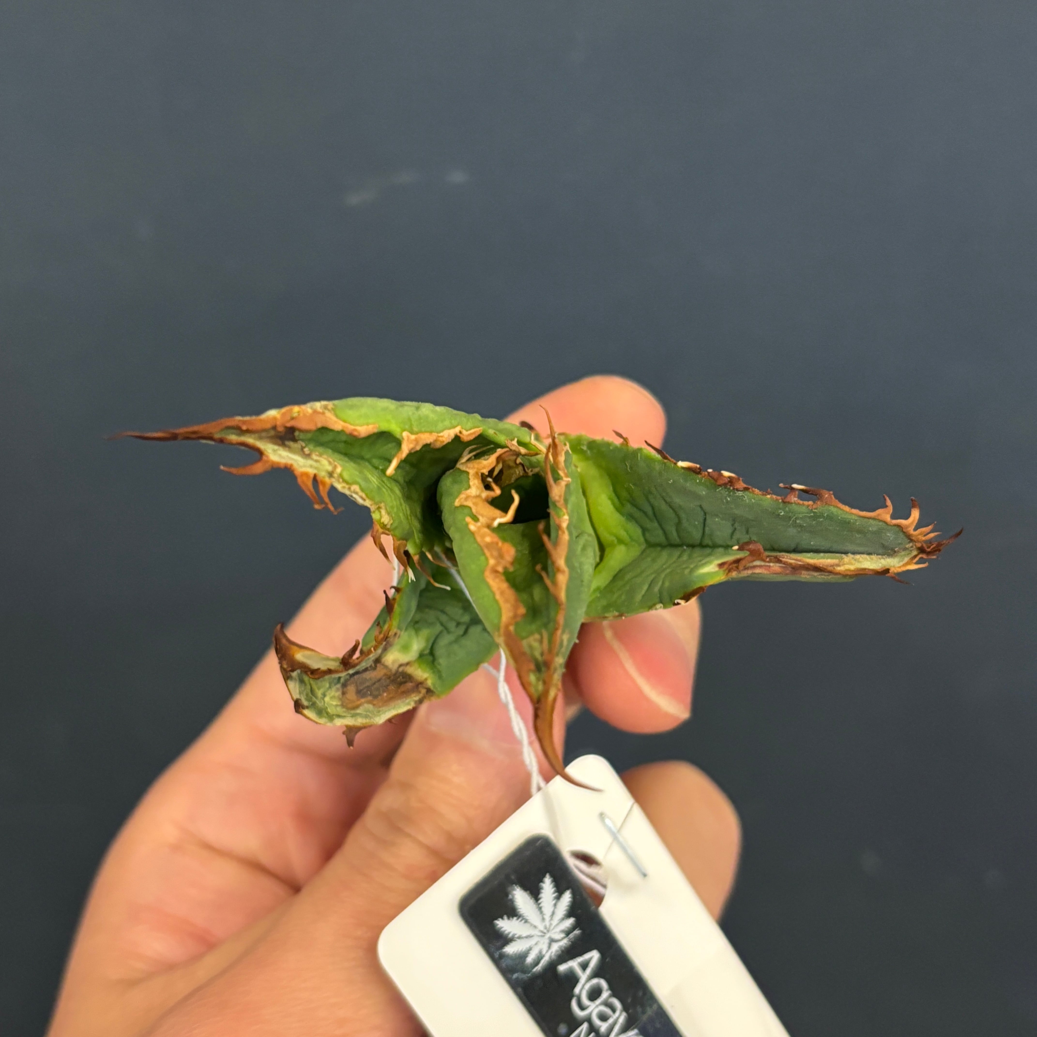 アガベ チタノタ ネアンデルタール【592】 | PROTOLEAF プロトリーフ