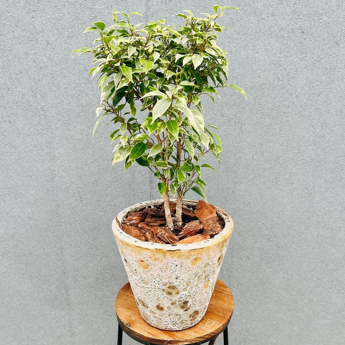 現品］【希少】R ドラセナ ドラコ 竜血樹 7号 観葉植物 レア 室内 大型