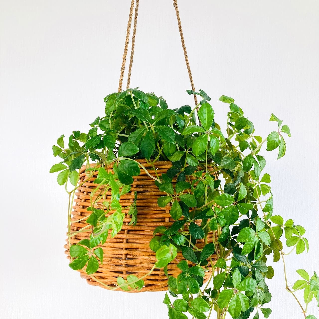 Cleer アラログ ハンギングバスケット(4号鉢サイズ)