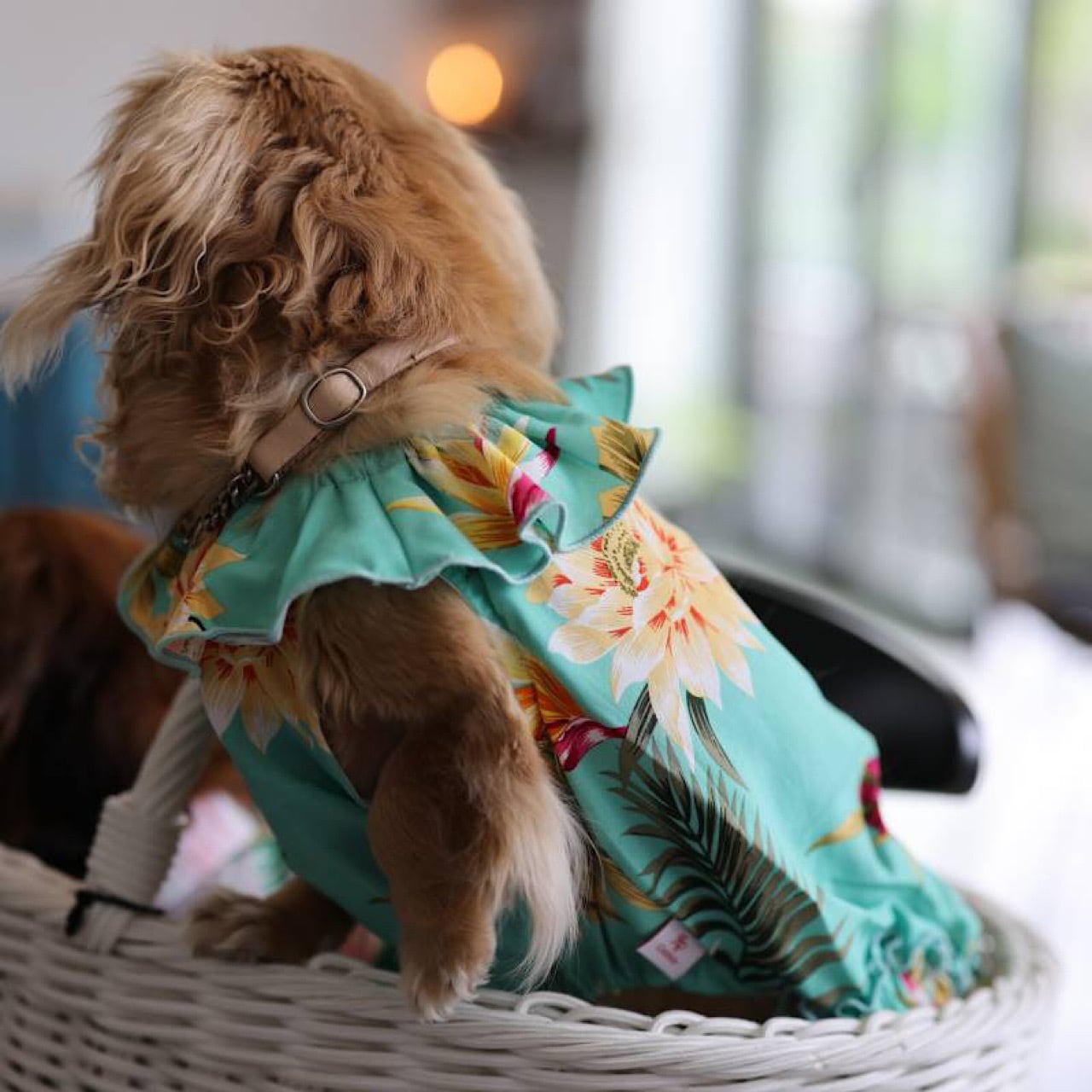 ムームー | カニンヘンダックスとミニチュアダックス専門のお洋服web