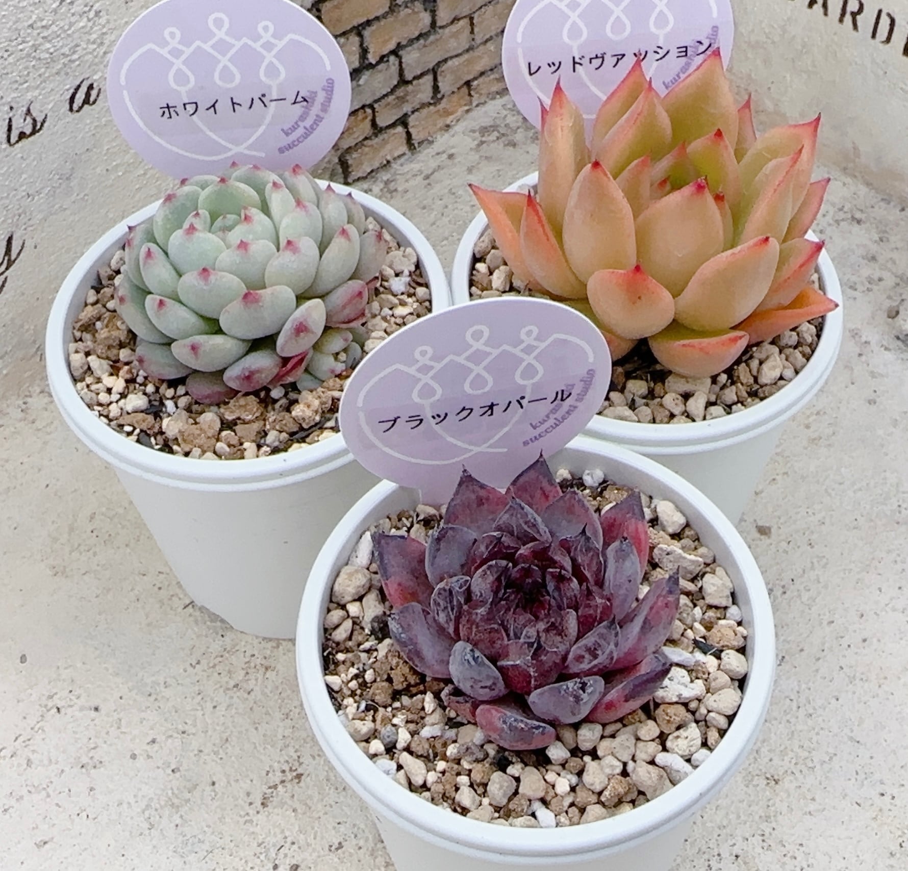 寄せ植え苗10個セット | 倉敷多肉工房