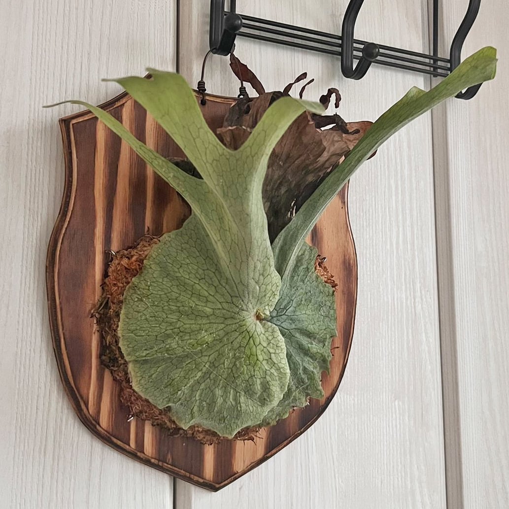 ビカクシダ　グランデ？　板付 ビカクシダ グランデ 板付 【観葉植物 壁掛け コウモリラン