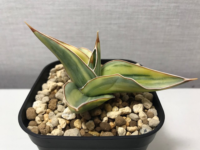 サンスベリア キスマヨ 斑入り