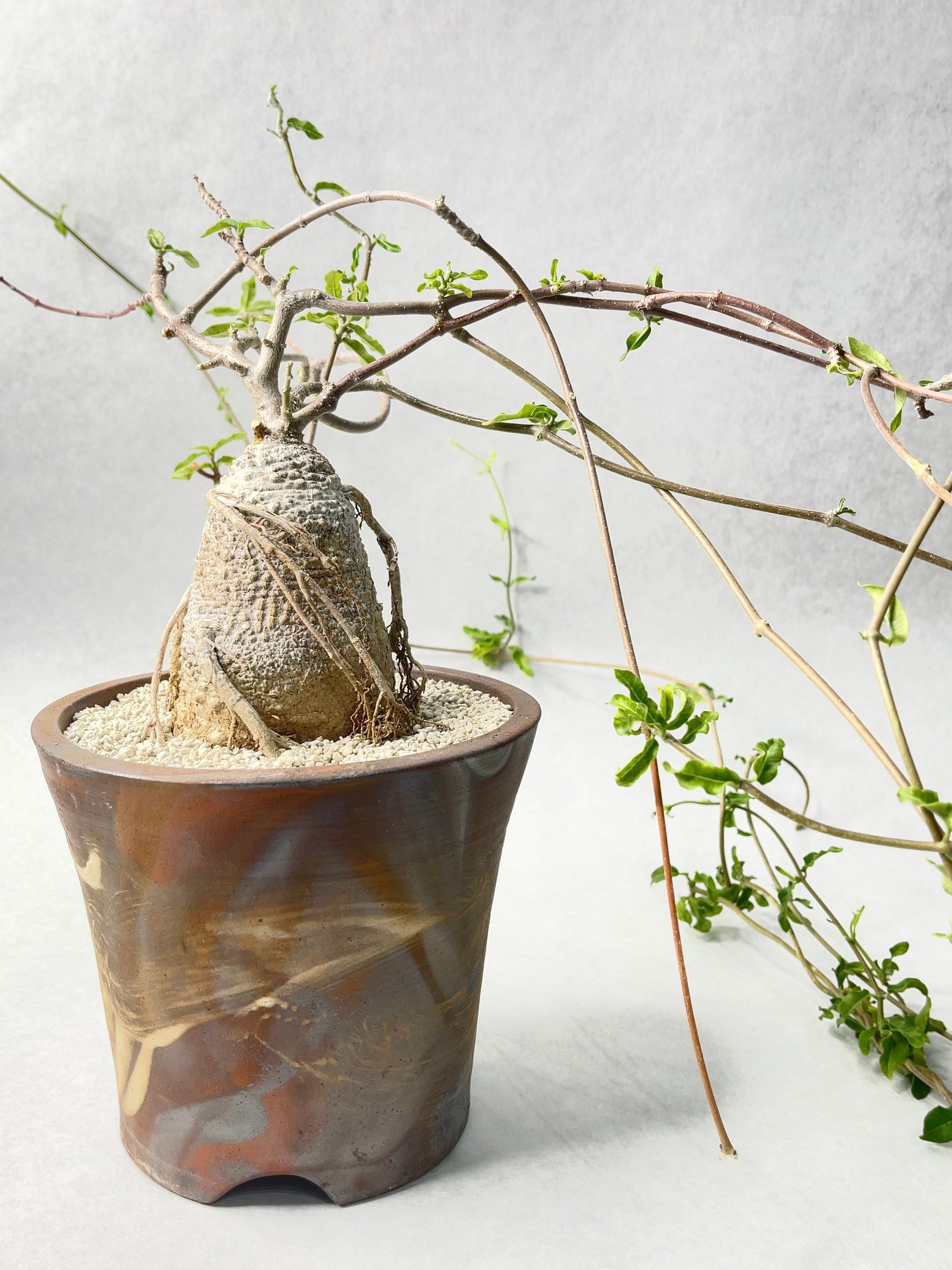 フォッケア・エデュリス | trigger