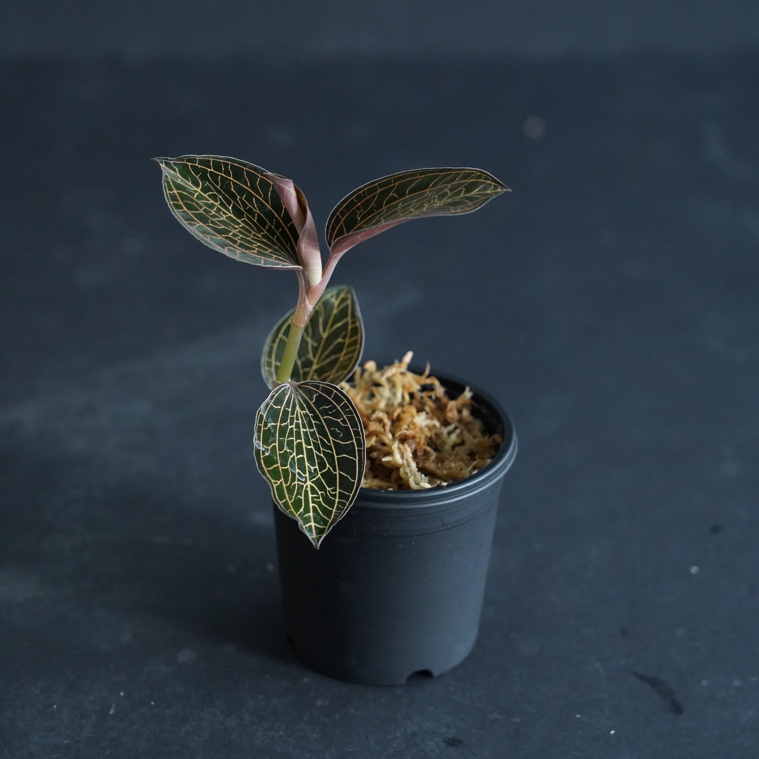 ◇現品◇アネクトキルスsp. （赤脈タイプ）【ジュエルオーキッド宝石蘭